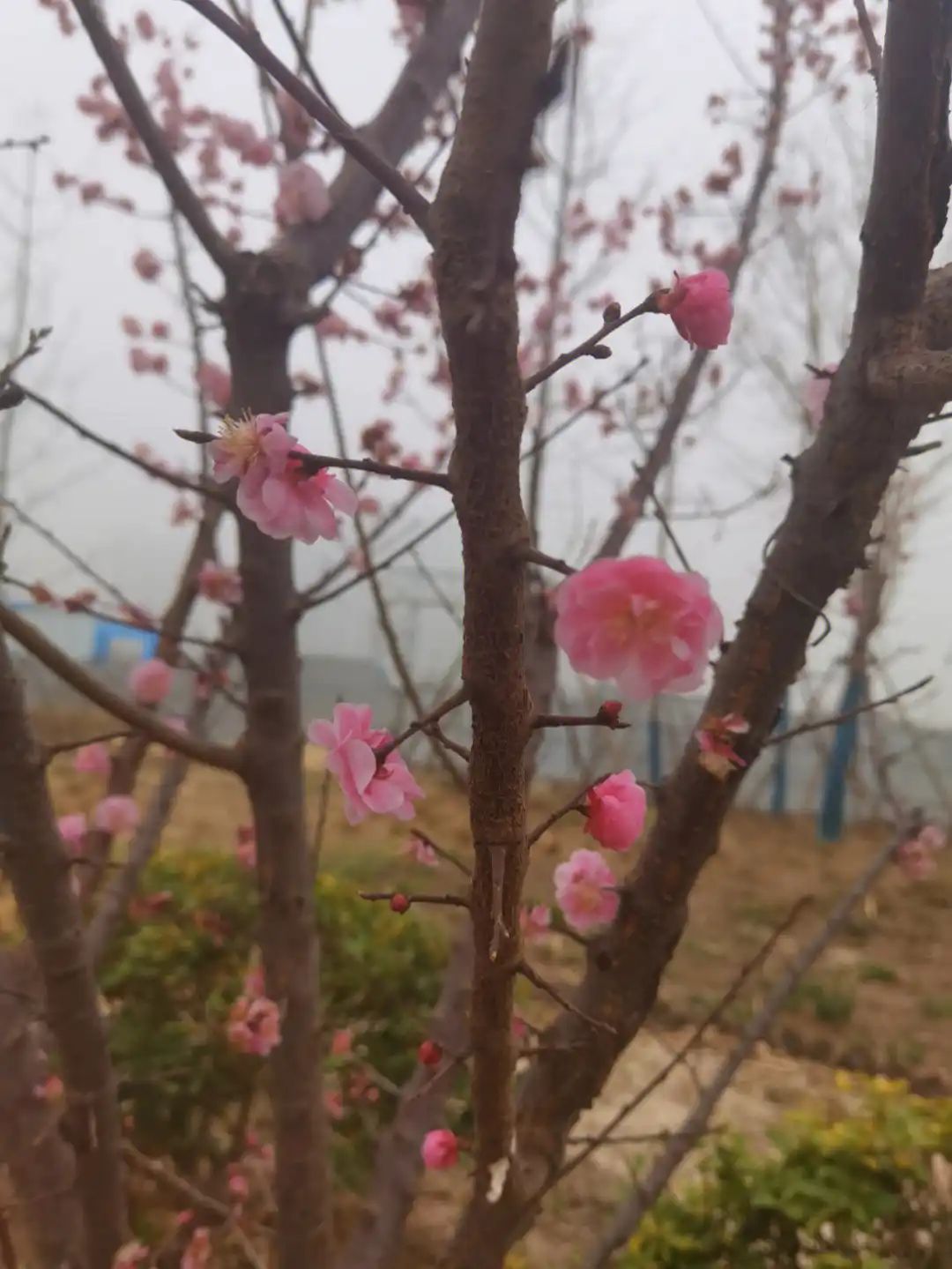 马庄遗址公园旅行图片 3