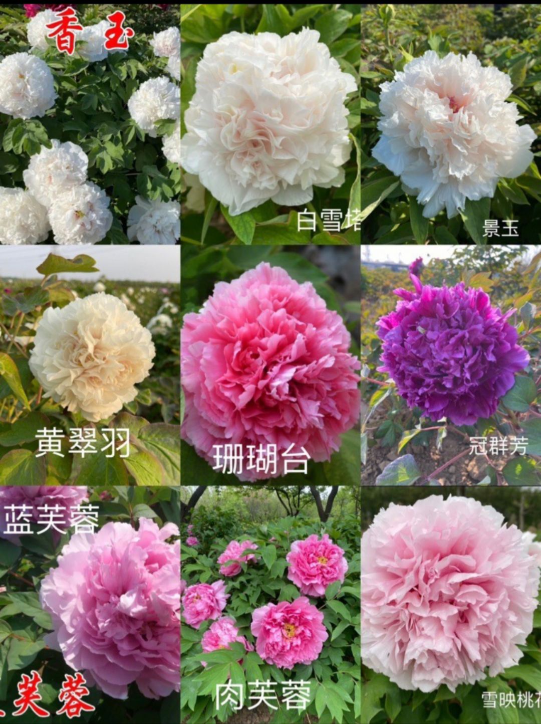 千卉谷基地(牡丹园)旅行图片 3