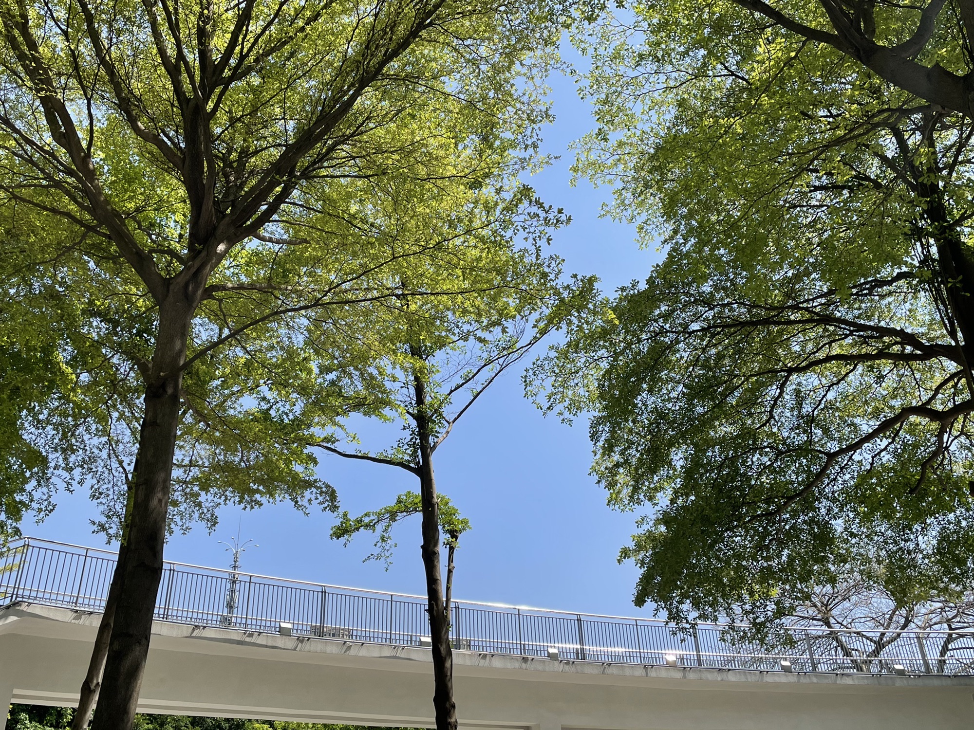 千灯湖体育公园旅行图片 3