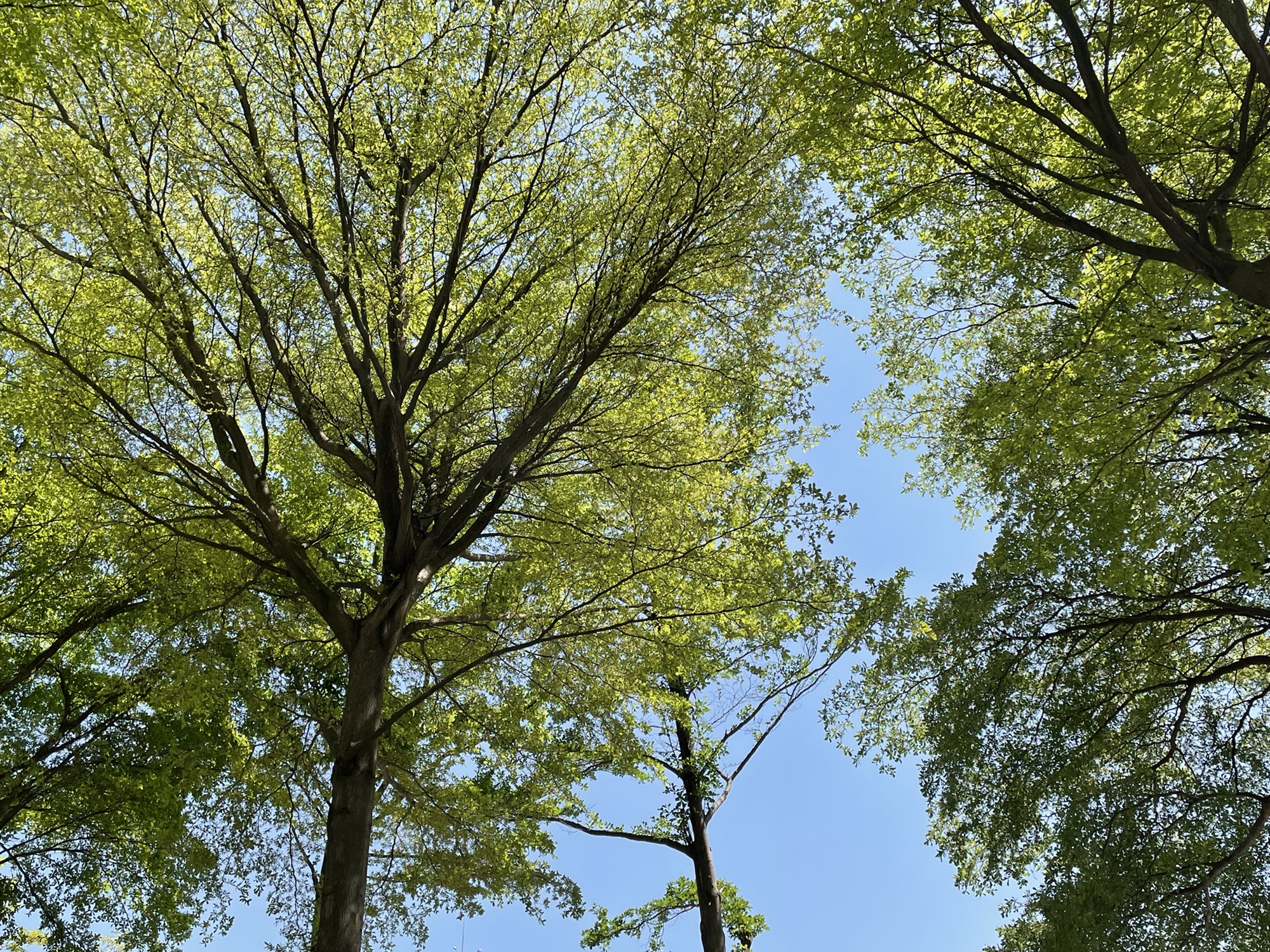 千灯湖体育公园旅行图片 2