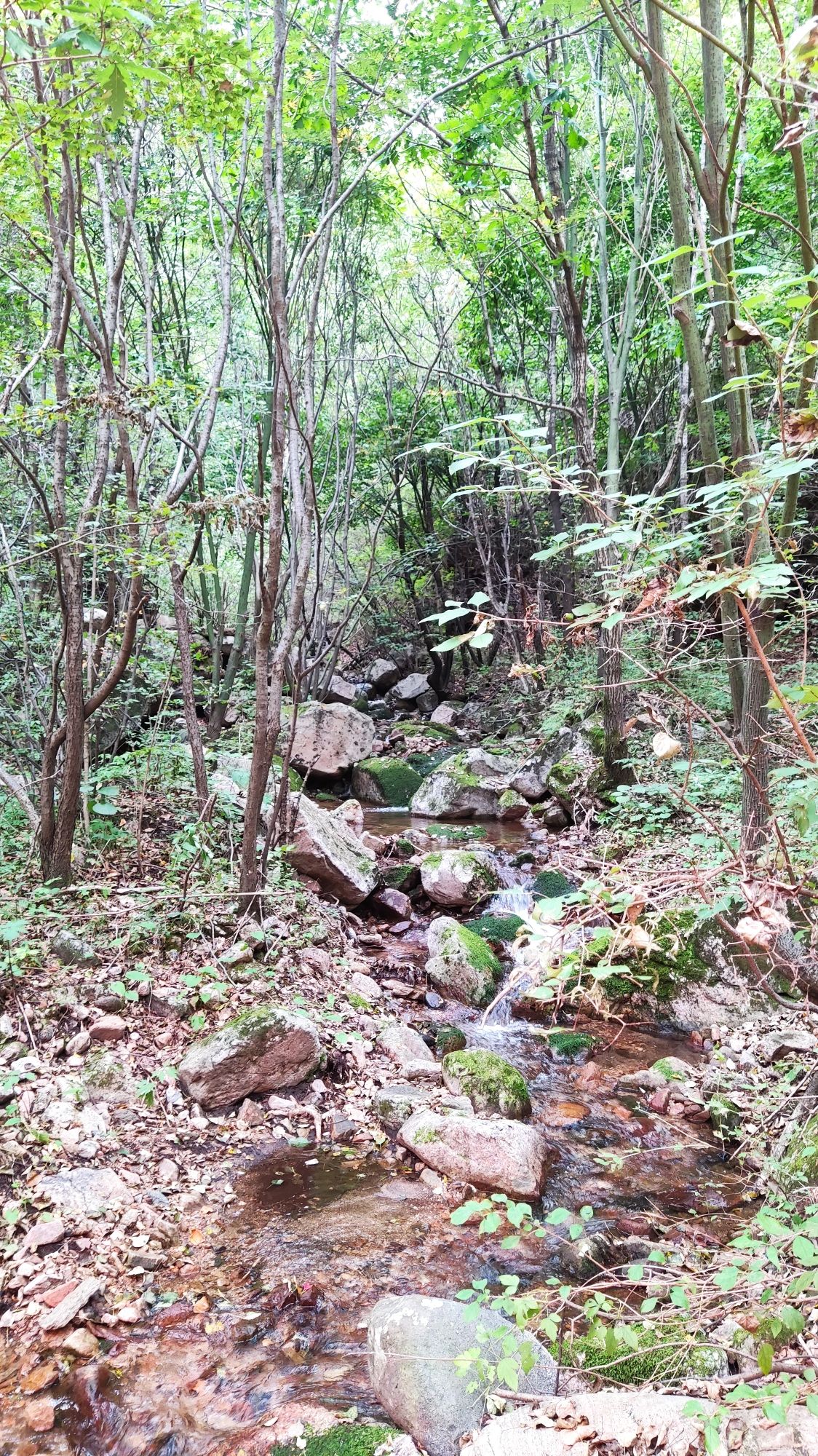 云花溪谷玫瑰谷景区(暂停开放)旅行图片 2
