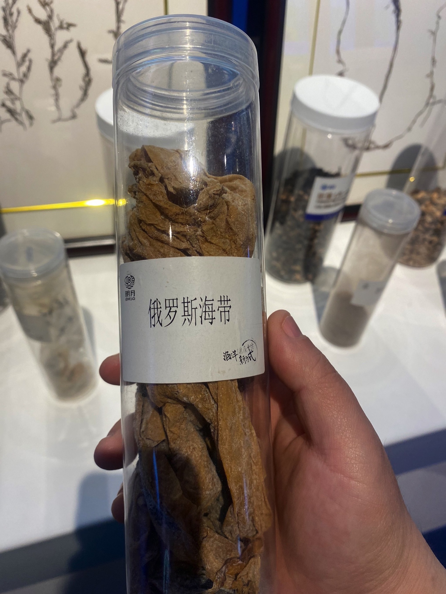 明月海藻世界旅行图片 3