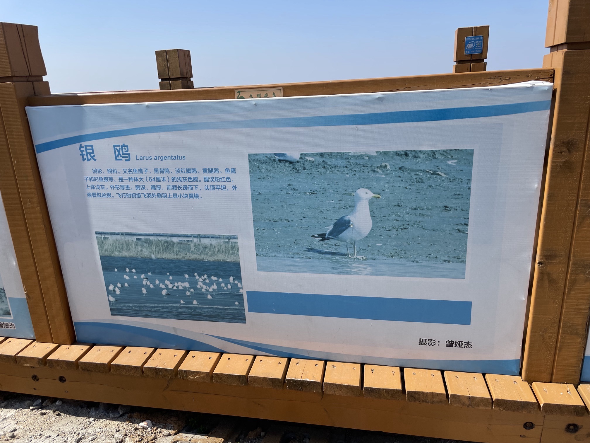 营口鸟浪广场旅行图片 2