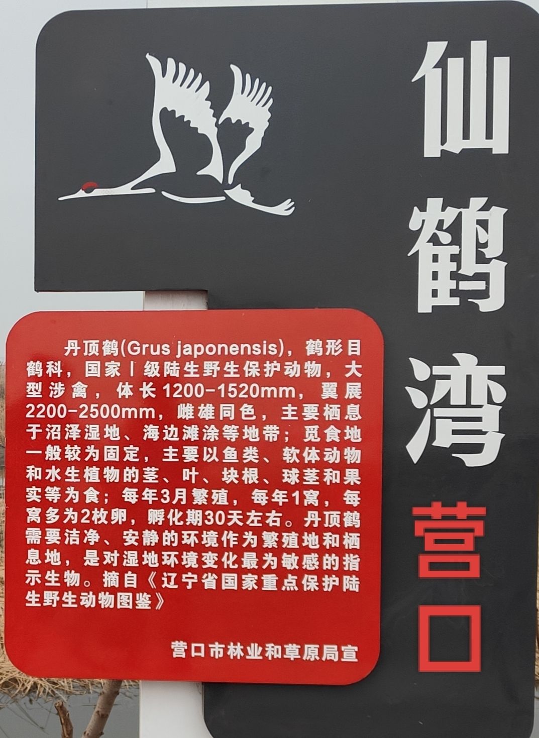 营口鸟浪广场旅行图片 3