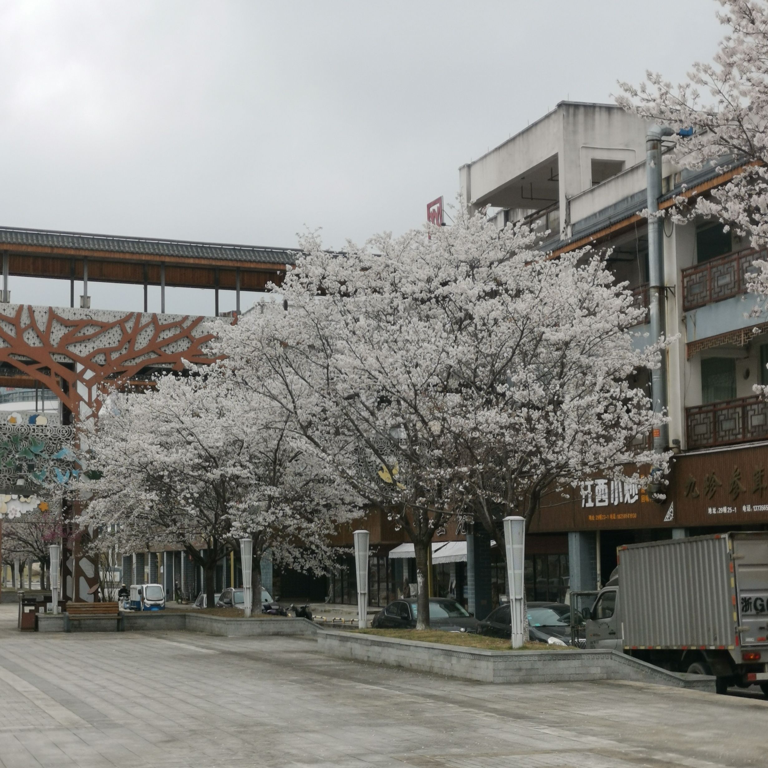 浙八味市场樱花公园旅行图片 2