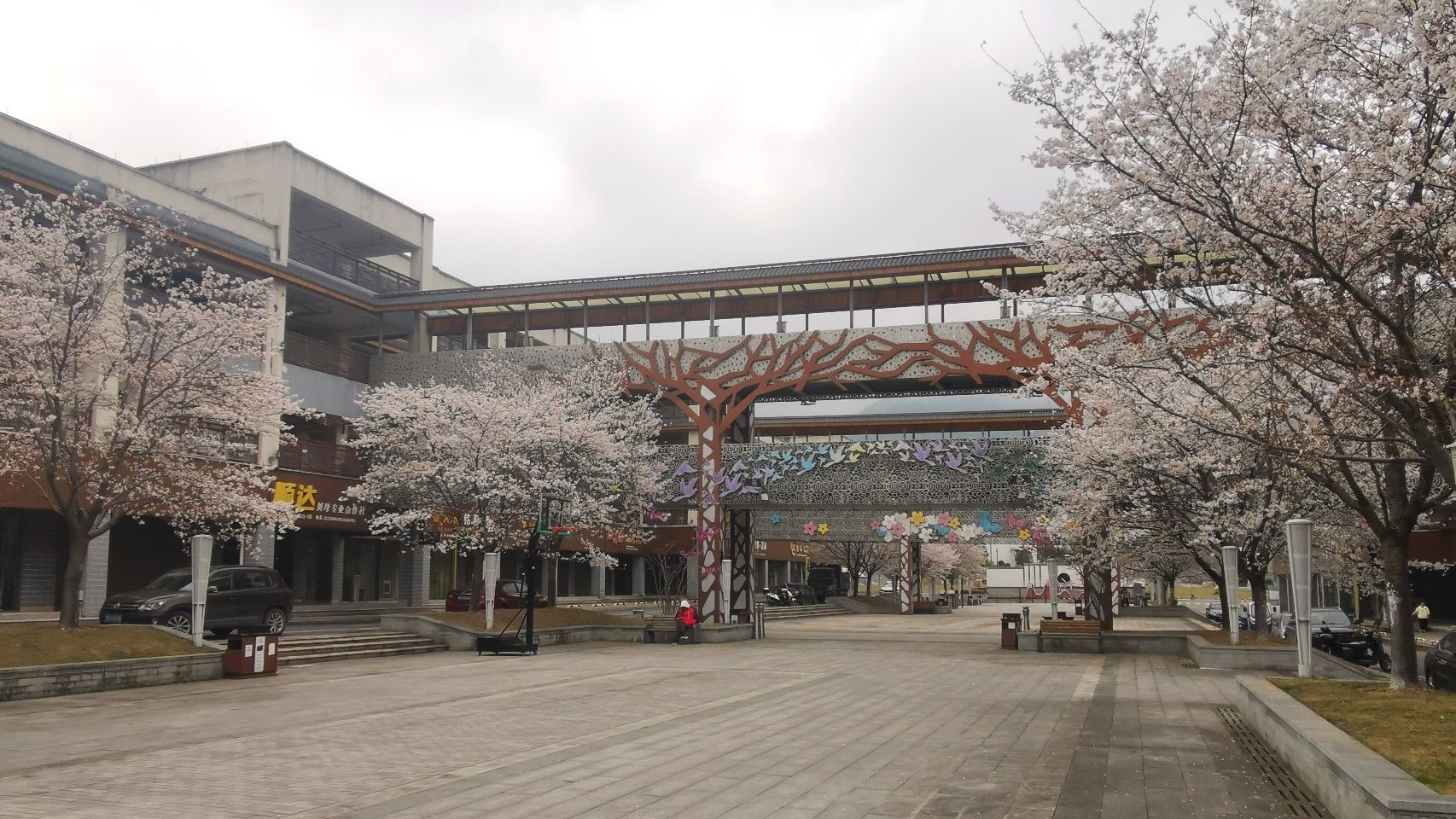 浙八味市场樱花公园旅行图片 1