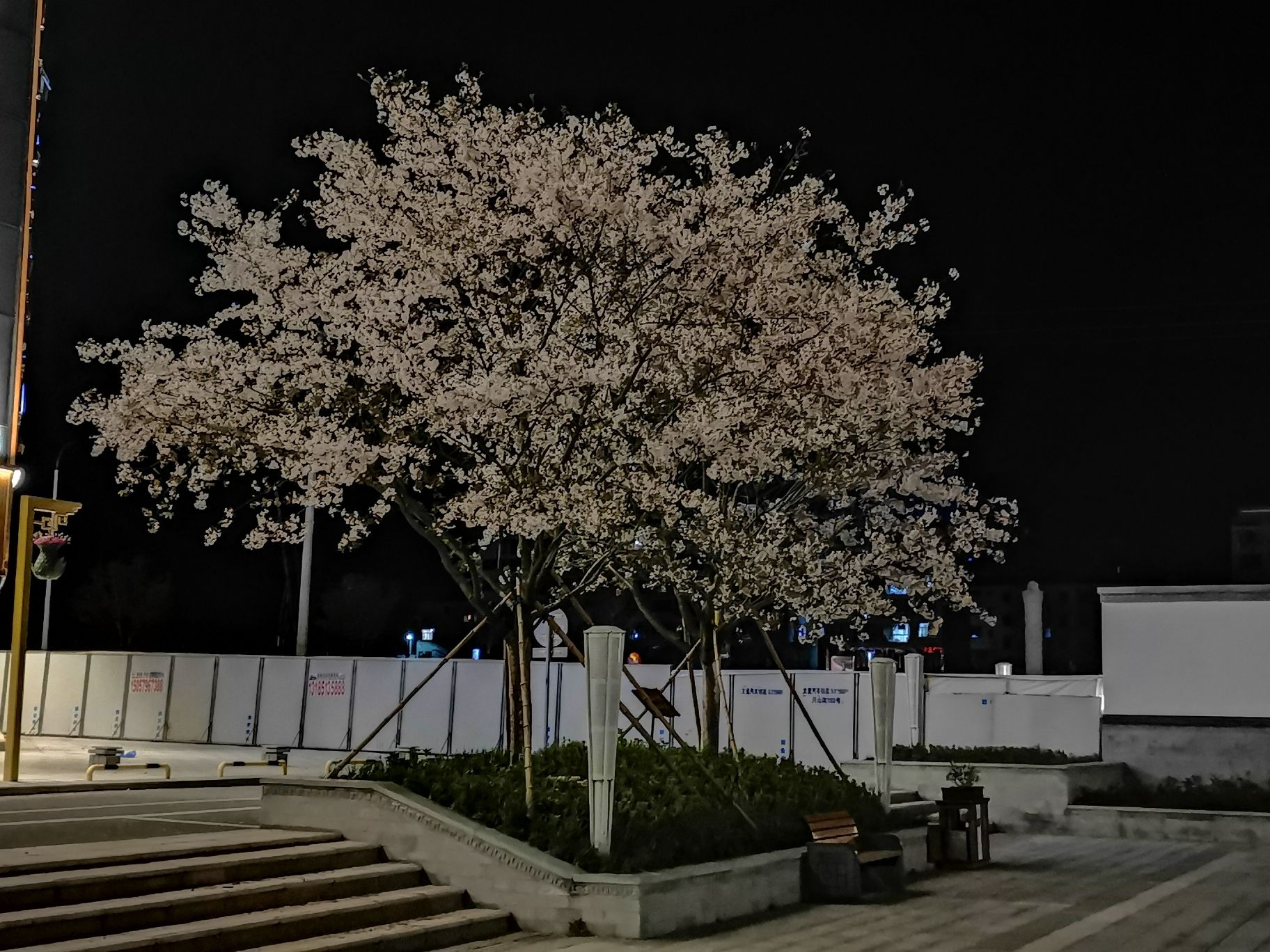 浙八味市场樱花公园旅行图片 3