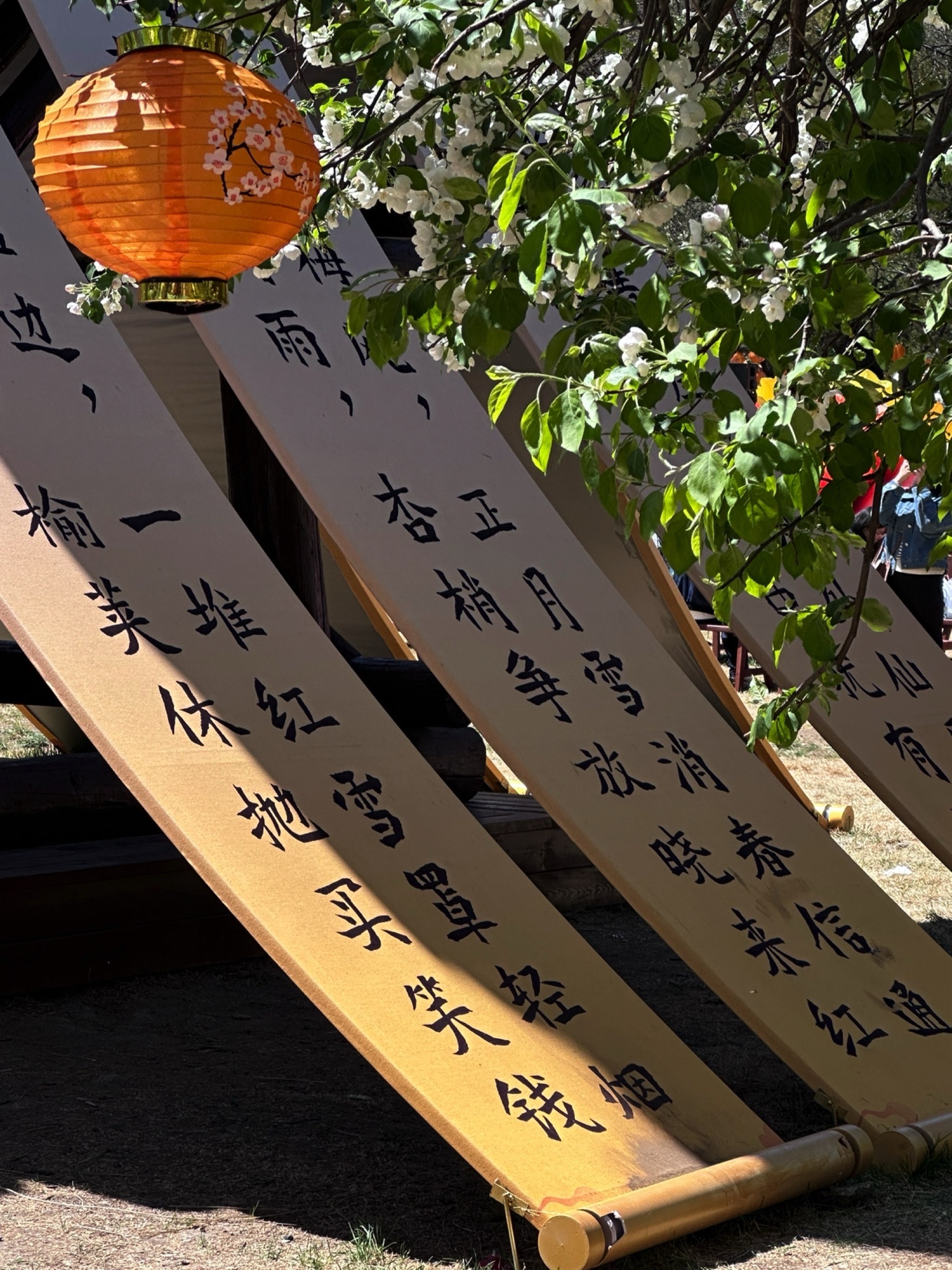 乌素图杏花谷旅行图片 1