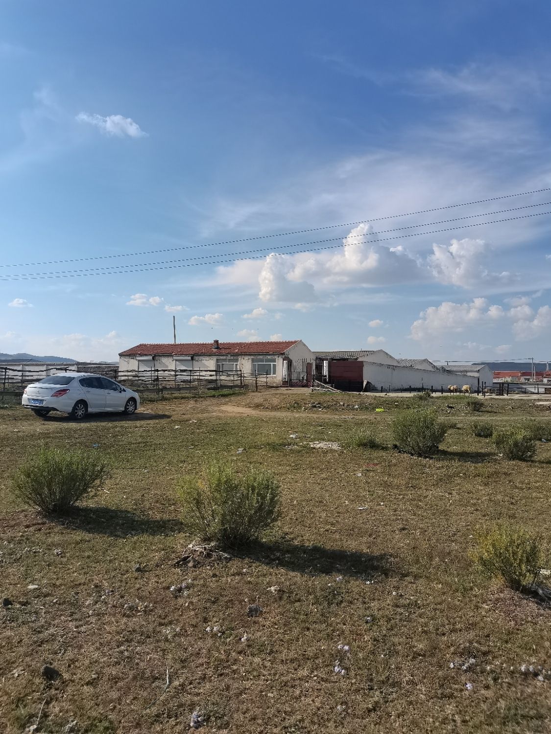 乌兰牧红鸵鸟观光园旅行图片 2