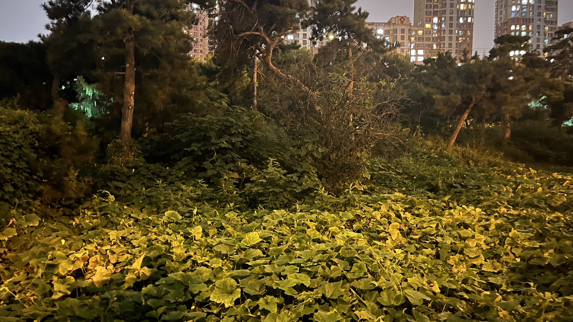 游社公园