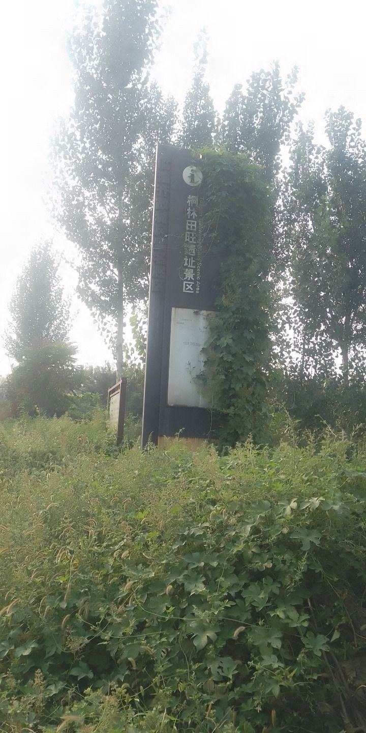 桐林田旺遗址景区旅行图片 1