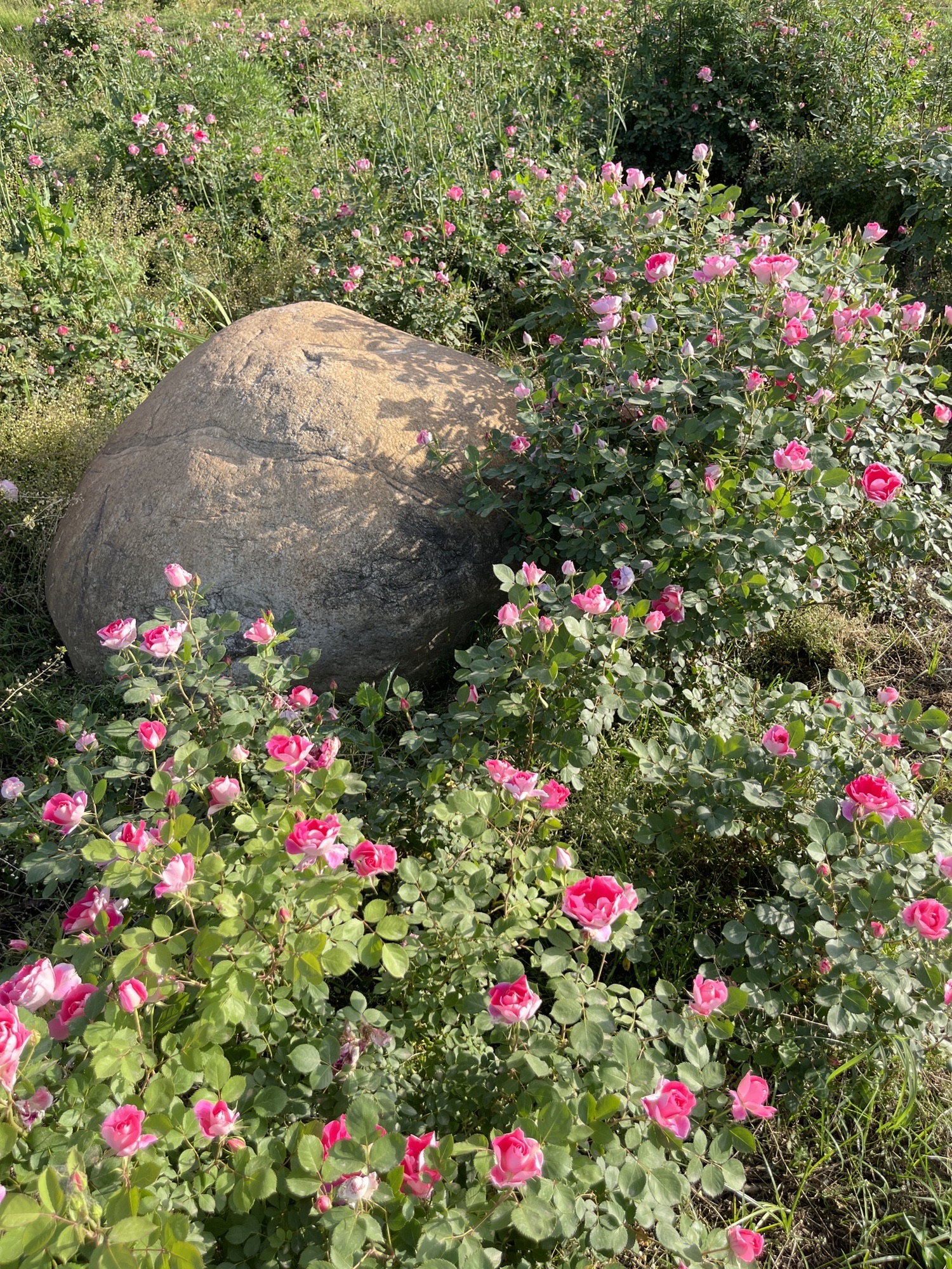 花千集