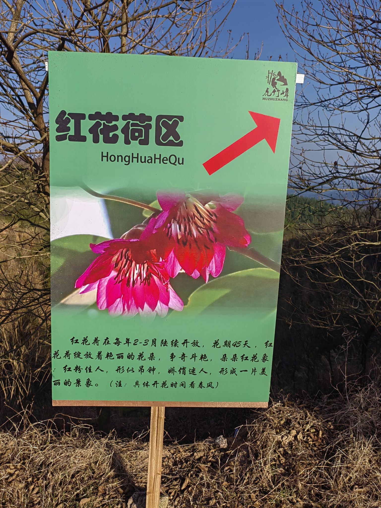 虎竹嶂梯田花海旅行图片 2