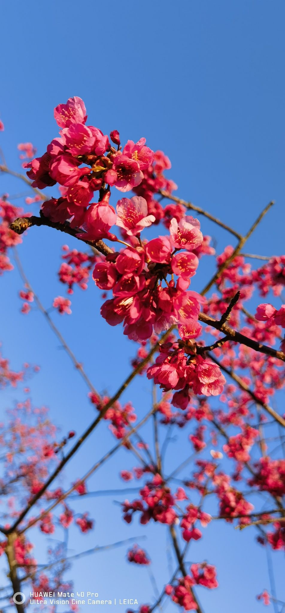 虎竹嶂梯田花海旅行图片 1