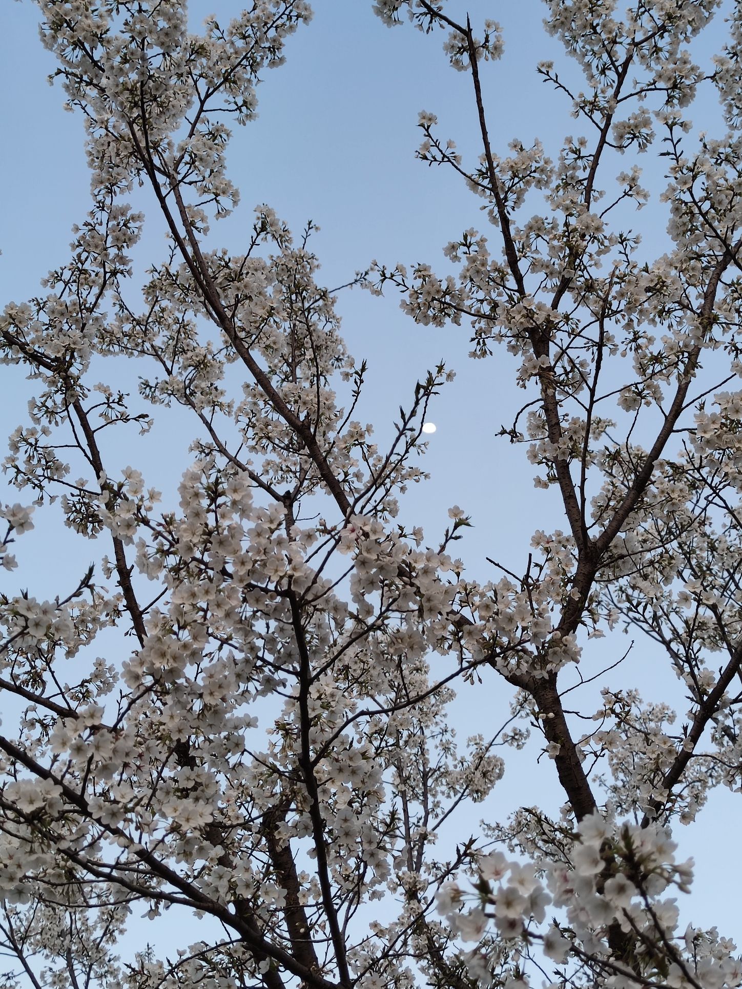 黄塘湖公园旅行图片 3