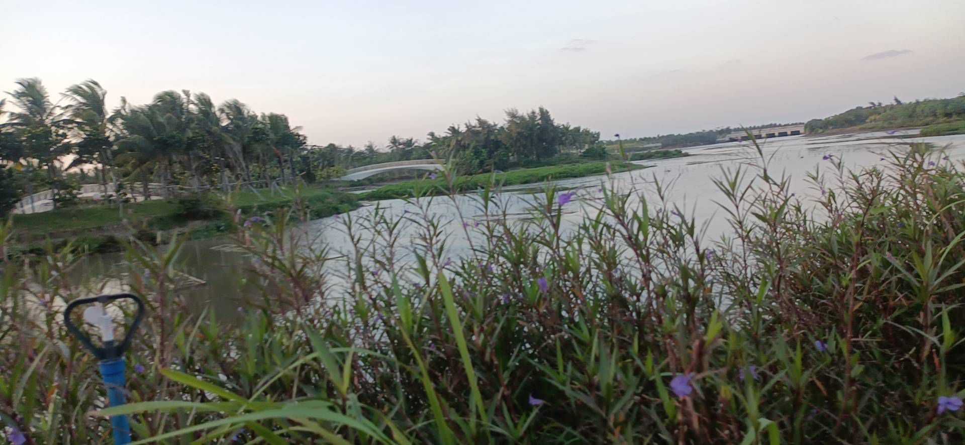 芙蓉河湿地公园旅行图片 3