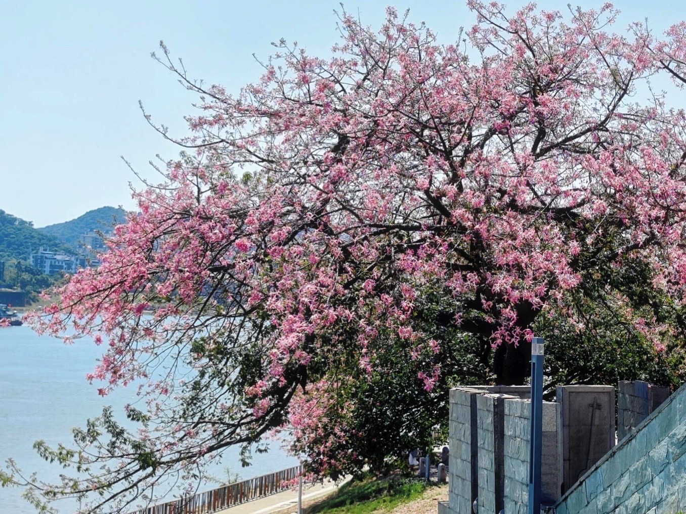 邕江北岸公园旅行图片 1