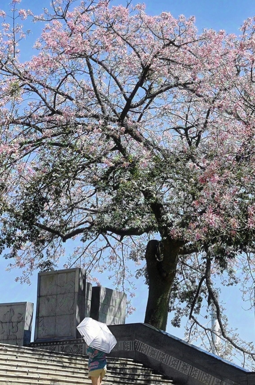 邕江北岸公园旅行图片 2