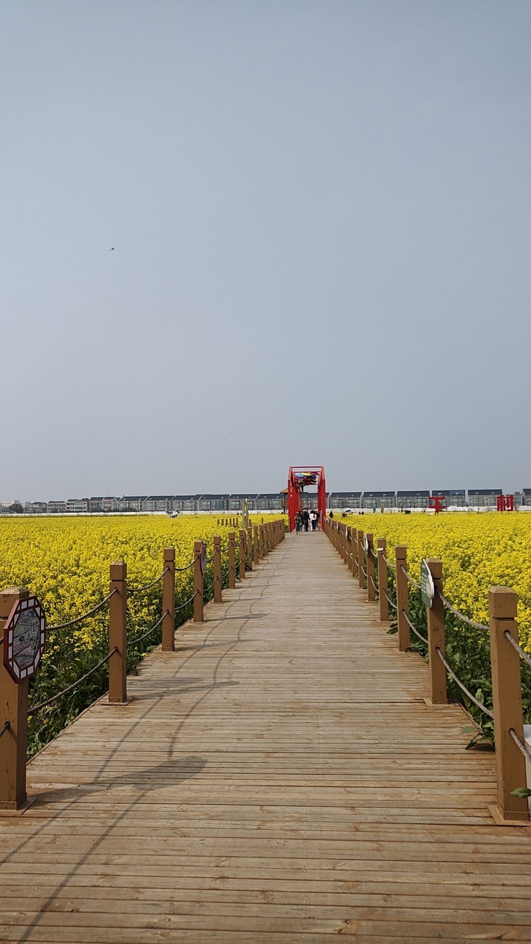 薪火双桥油菜花海旅行图片 1