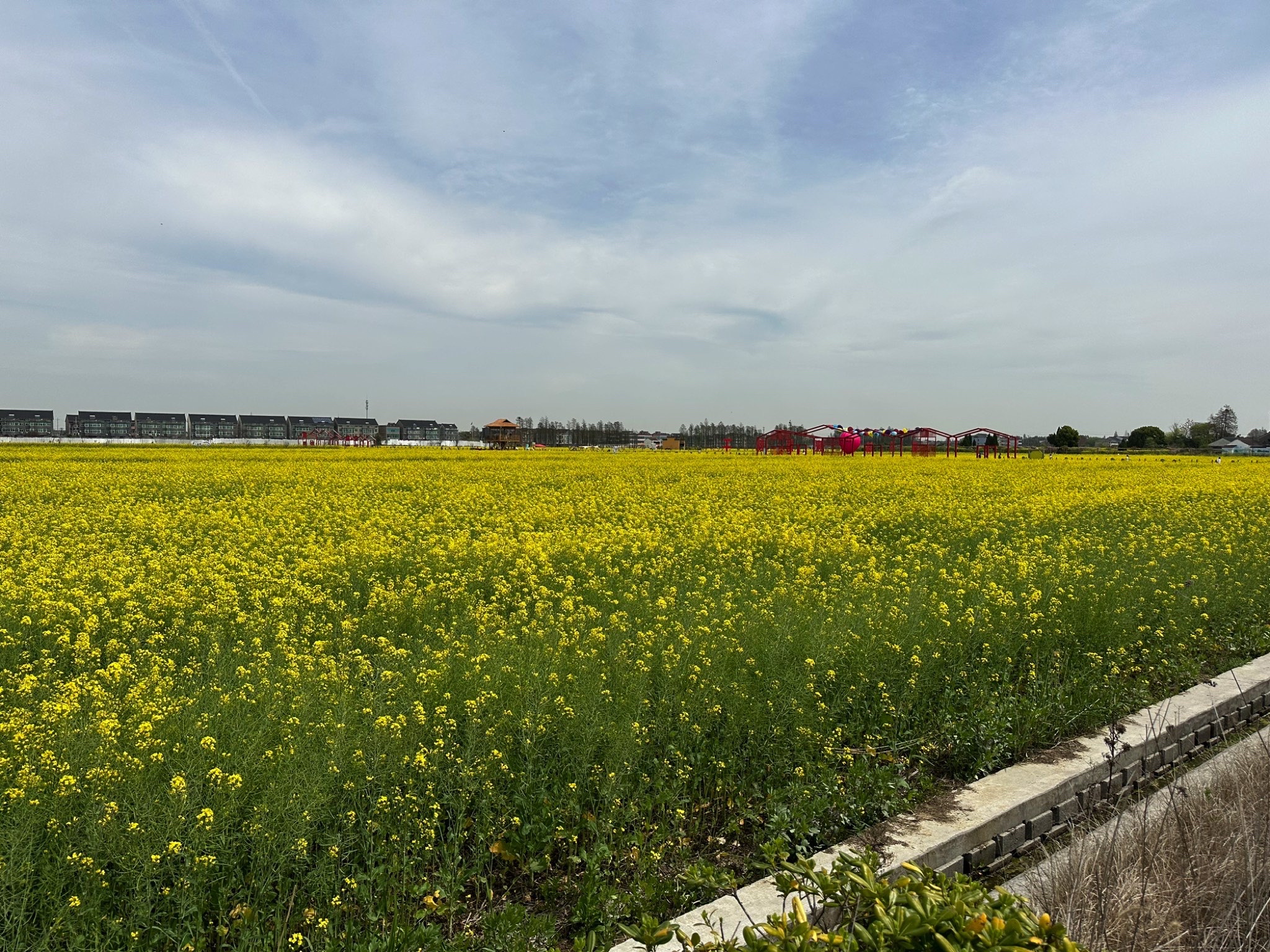 薪火双桥油菜花海旅行图片 1