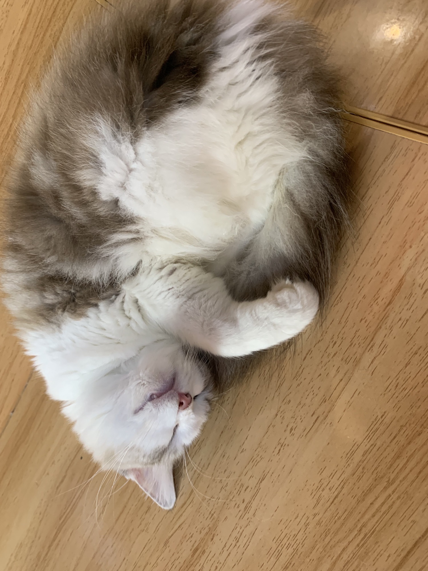 楼上喵·猫咖店