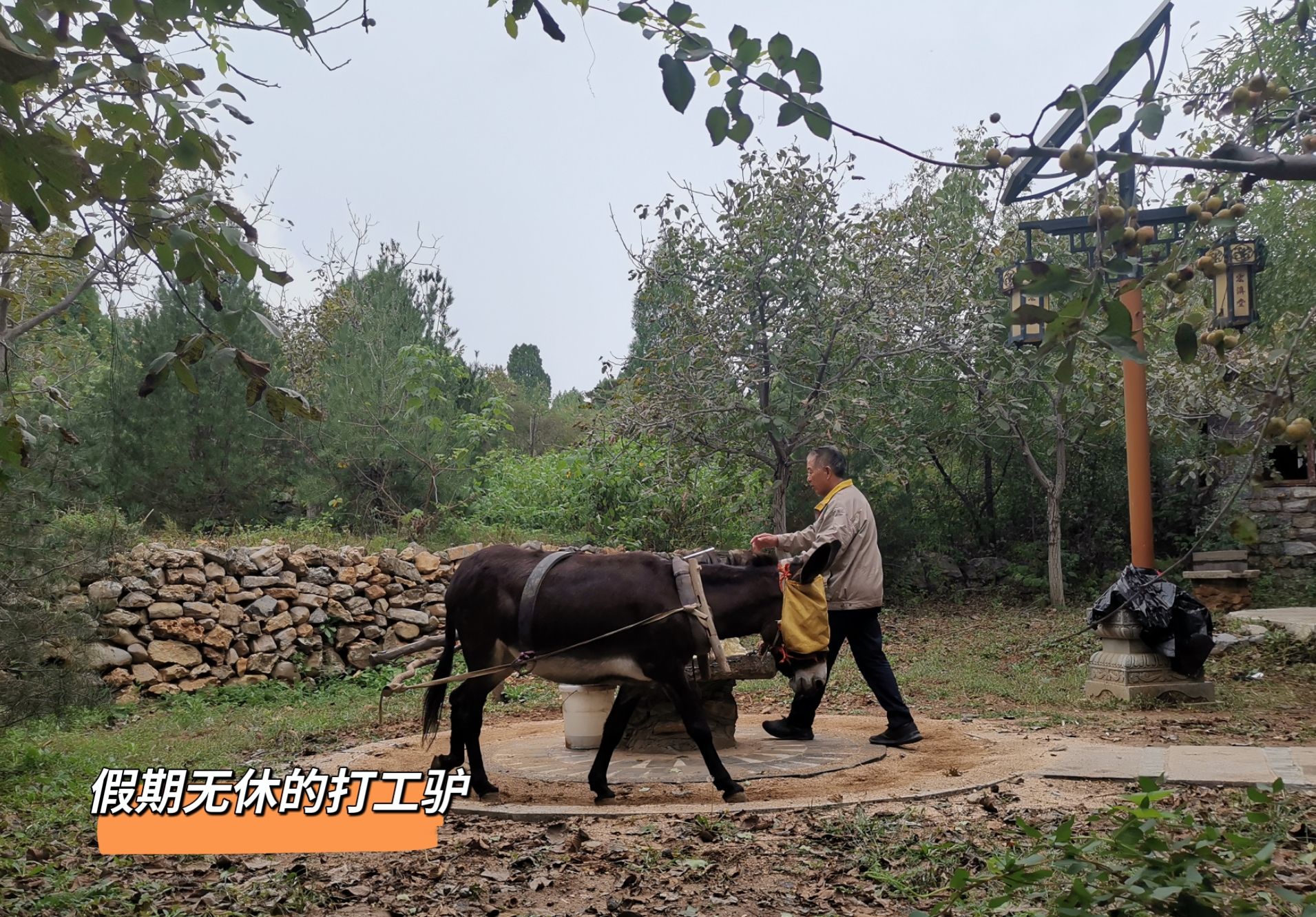 宏济堂中医药文化旅游景区旅行图片 2