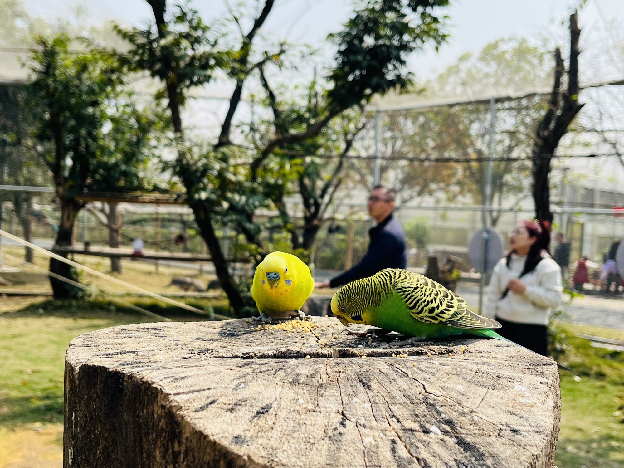 岭南大地百草园旅行图片 3