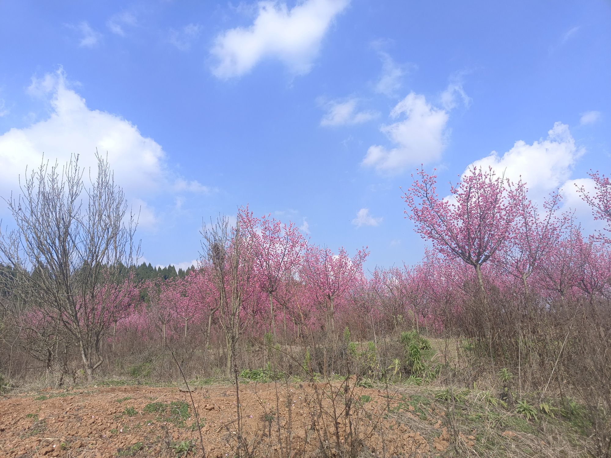 白龙谷桃花山旅行图片 2