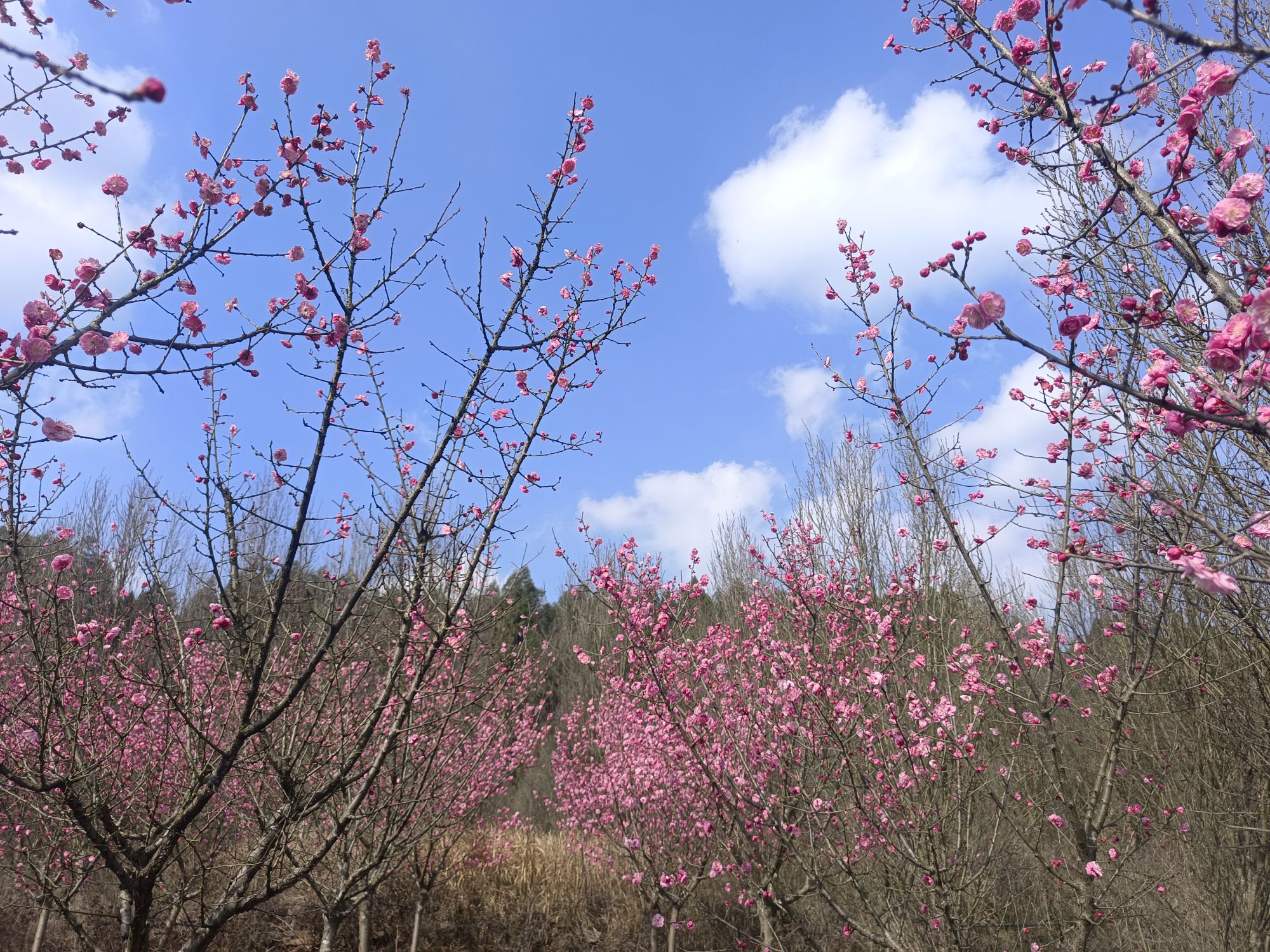 白龙谷桃花山旅行图片 3