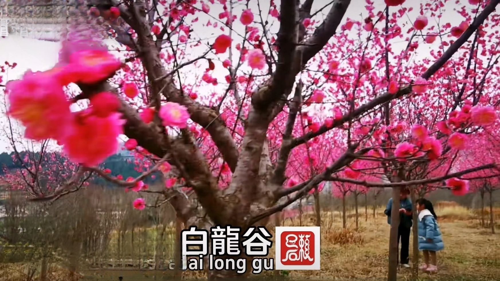 白龙谷桃花山旅行图片 2