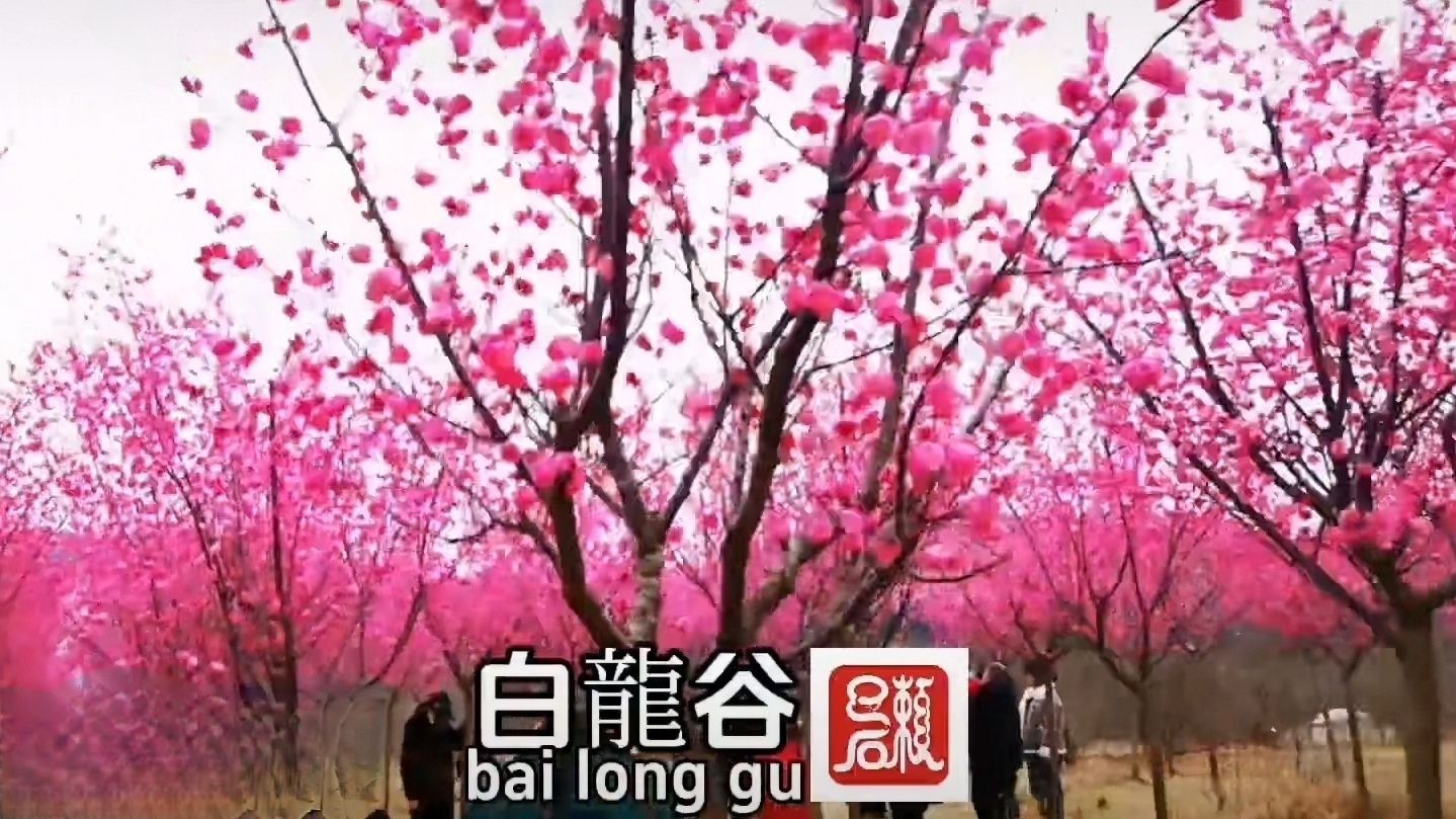 白龙谷桃花山旅行图片 3