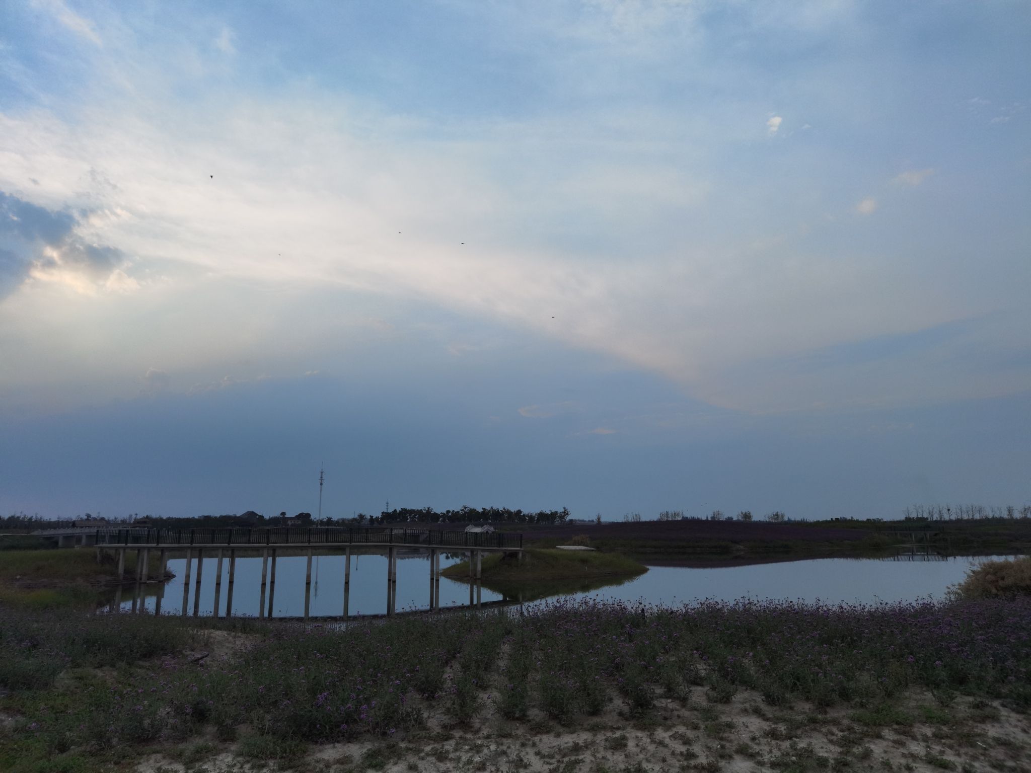 大纵湖湖塘花海景区旅行图片 2