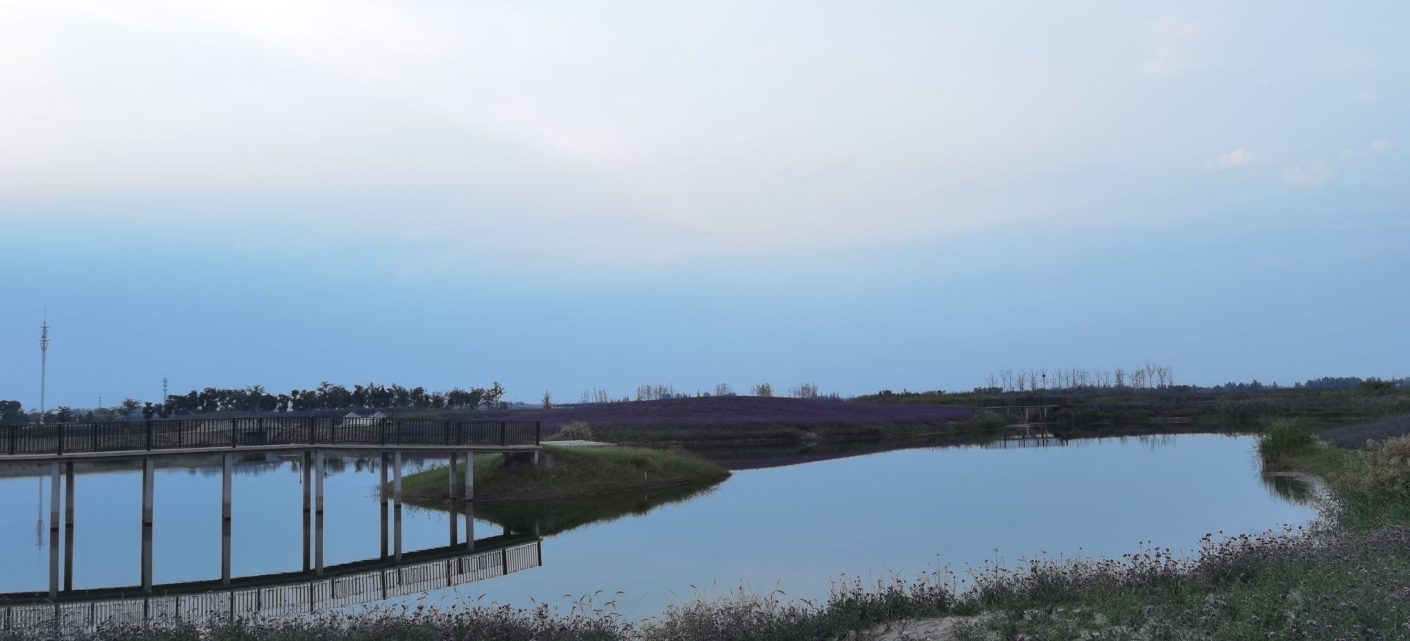 大纵湖湖塘花海景区