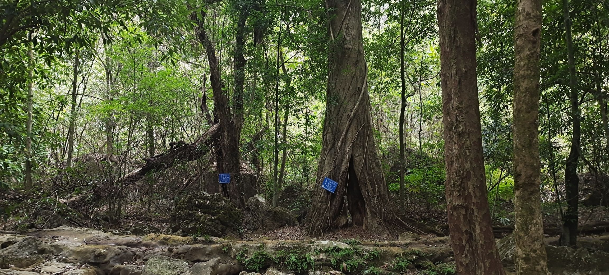 中胆原始森林自然生态风景区旅行图片 2