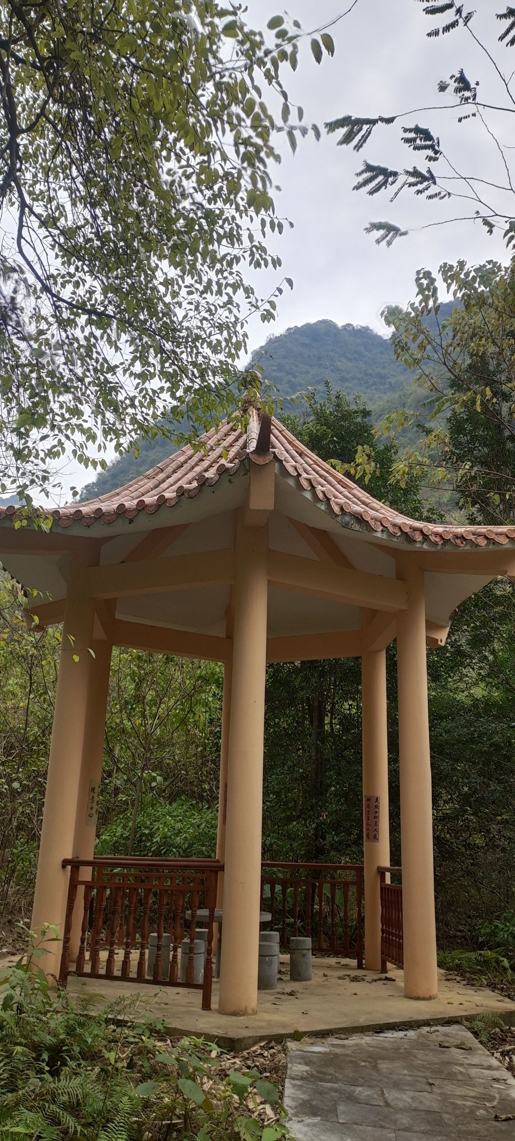 中胆原始森林自然生态风景区旅行图片 1