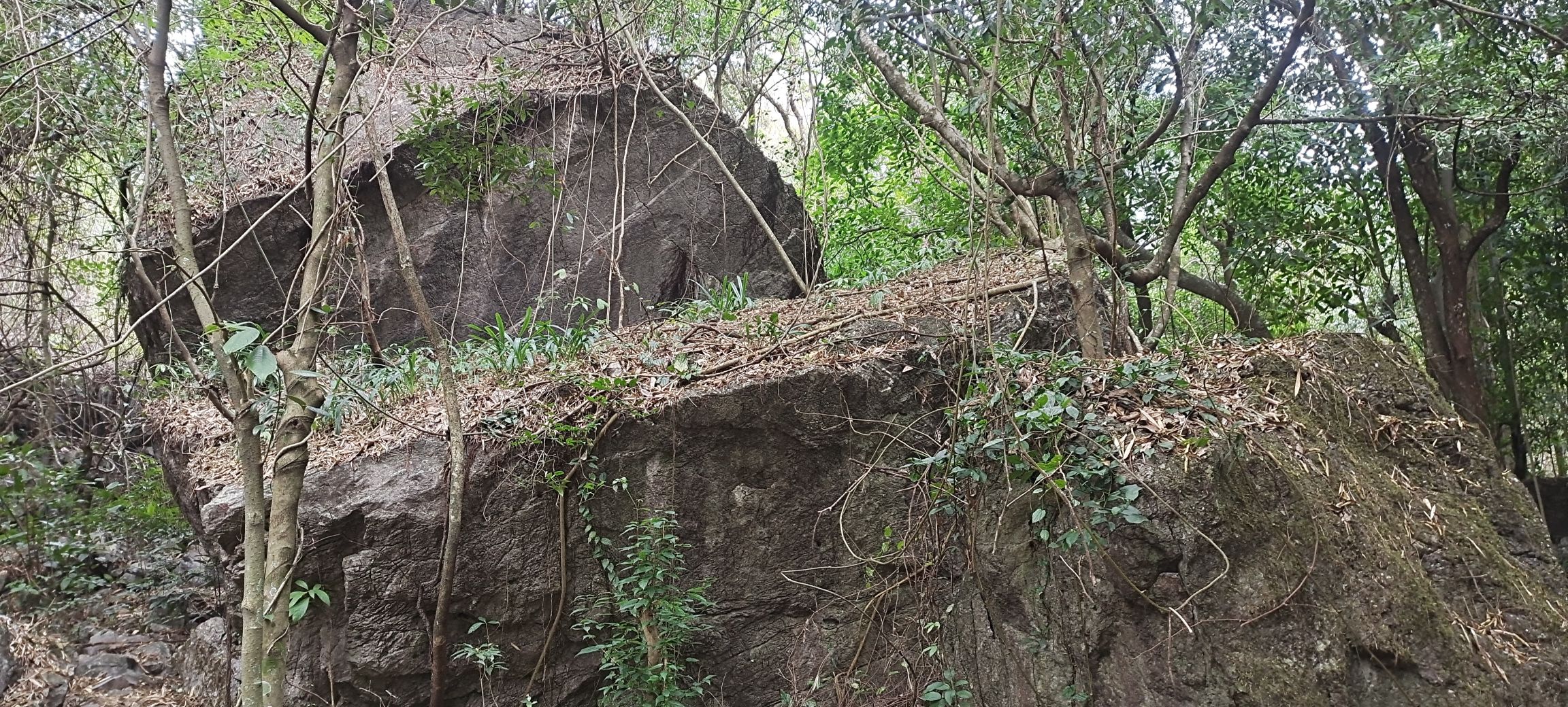 中胆原始森林自然生态风景区旅行图片 3