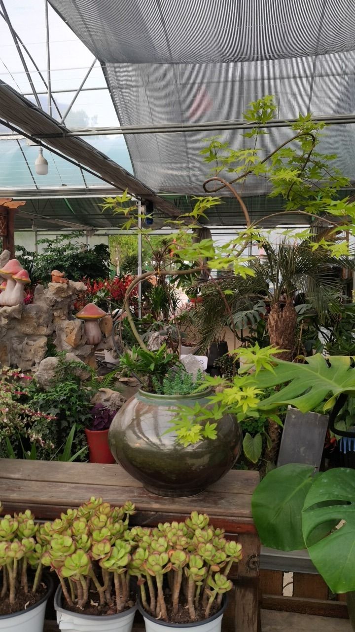 开心多肉植物园旅行图片 3