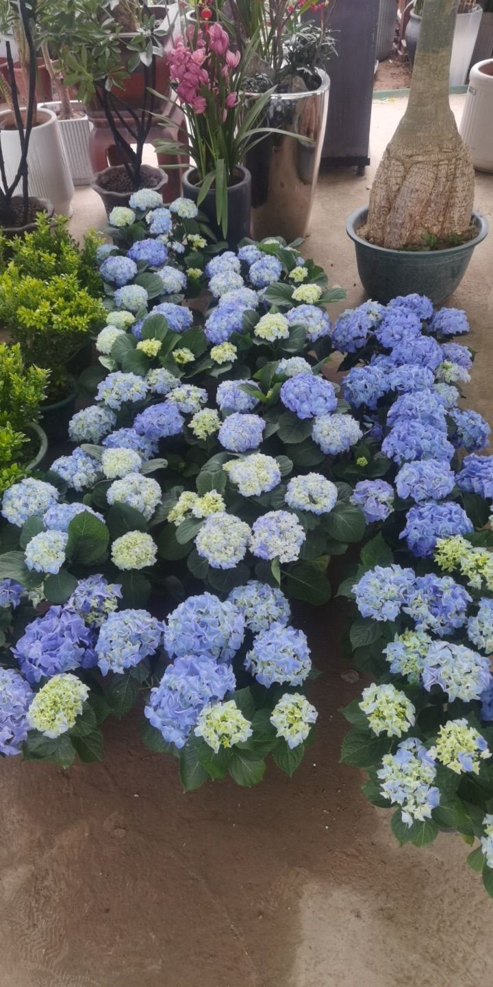 开心多肉植物园旅行图片 1