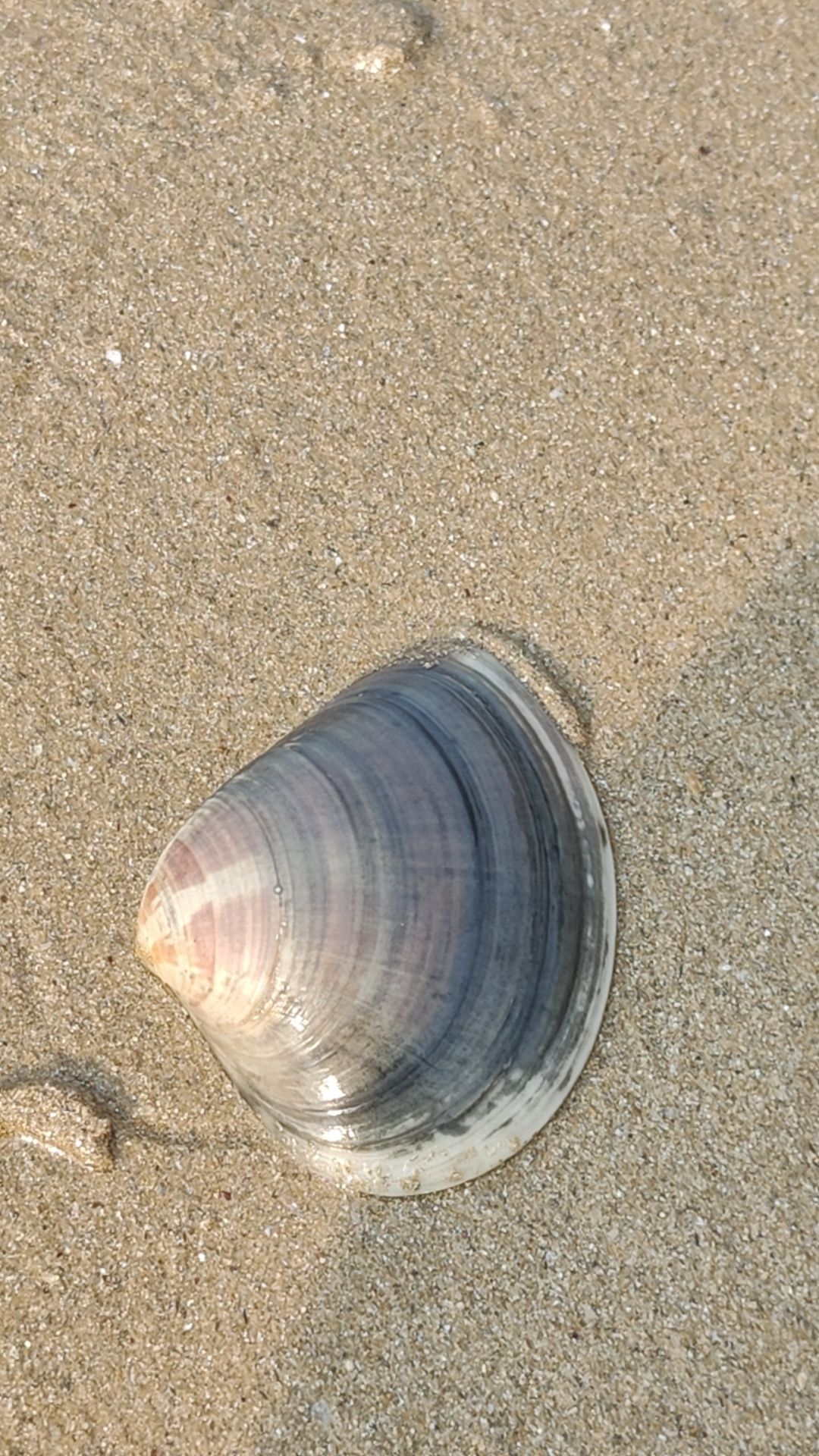 东海松沙湾-水桶岙沙滩旅行图片 3