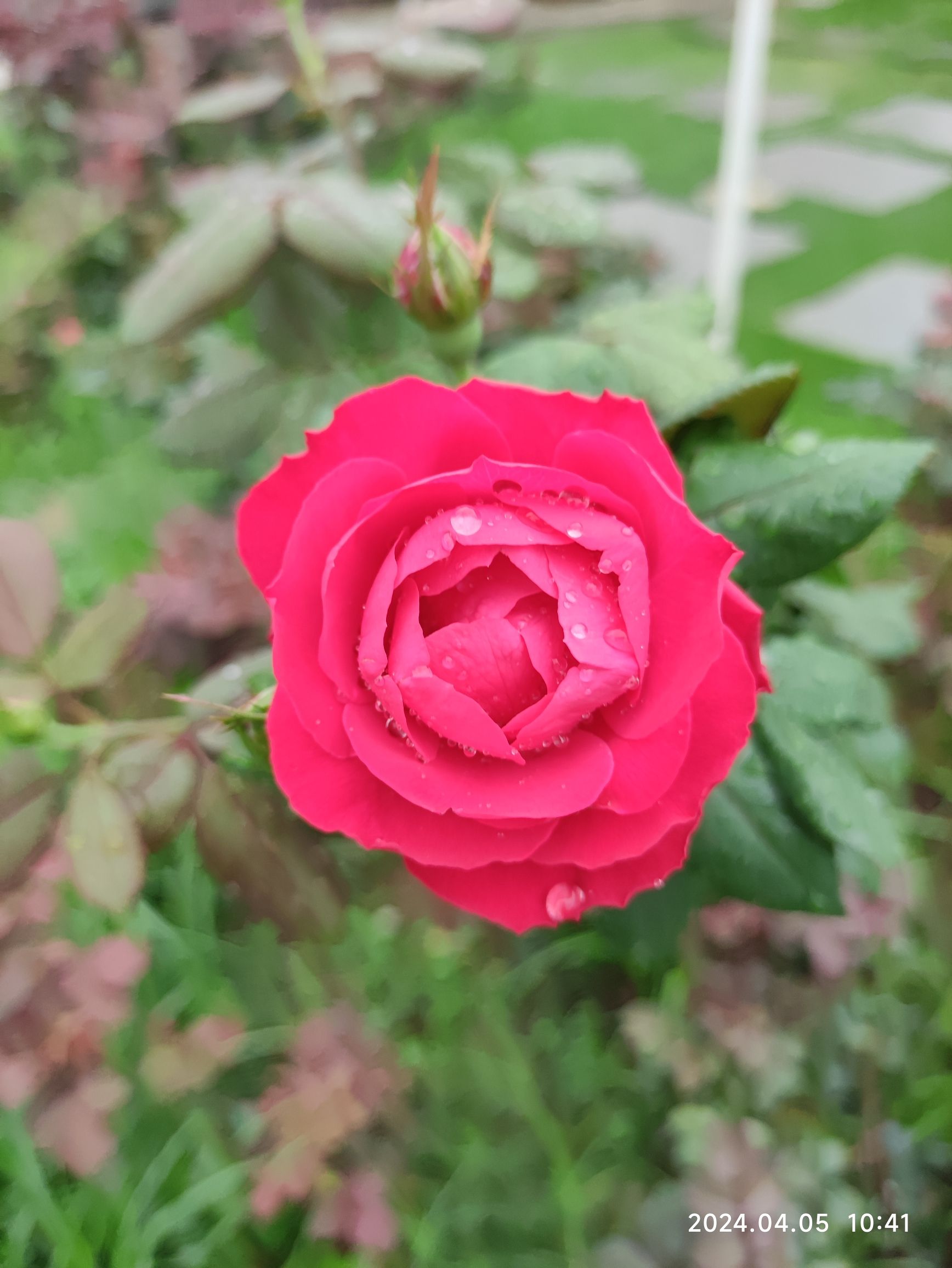 千花洲度假区旅行图片 3