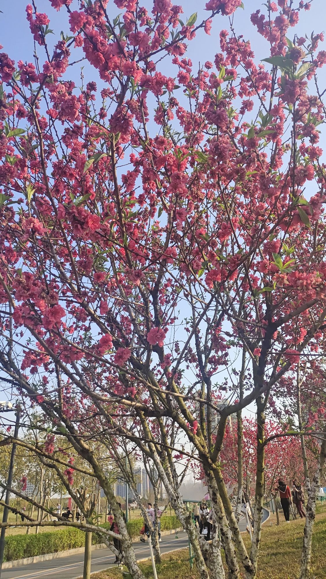 千花洲度假区旅行图片 2