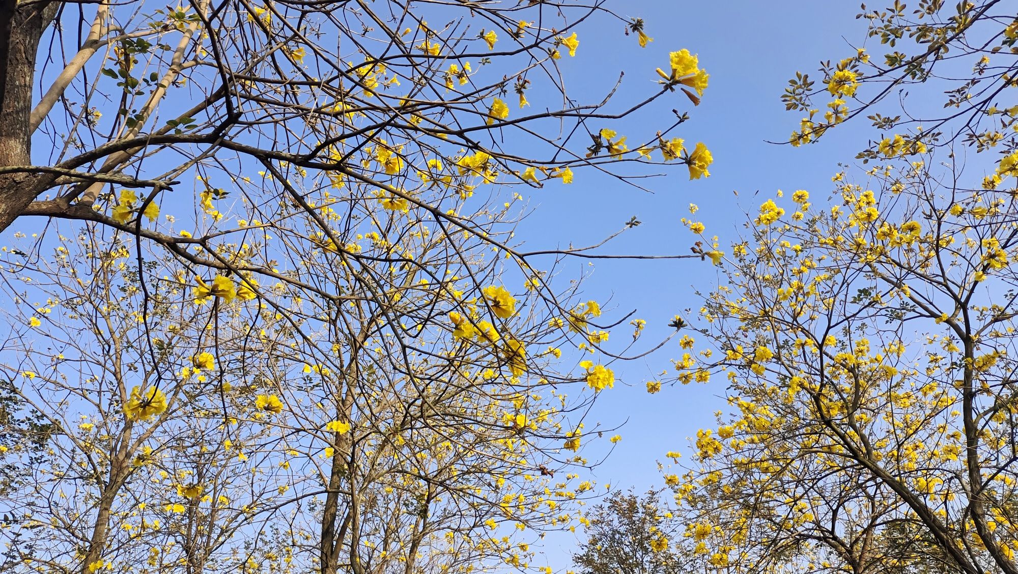 千花洲度假区旅行图片 1