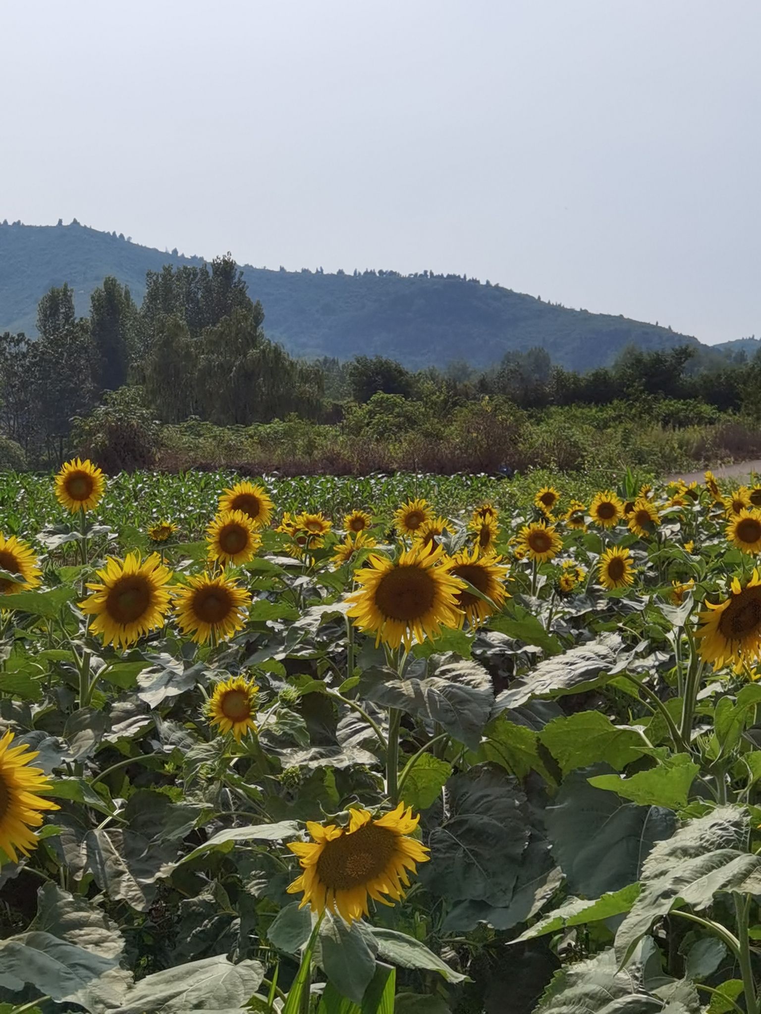 官桥镇沈峪桃花坞旅行图片 2