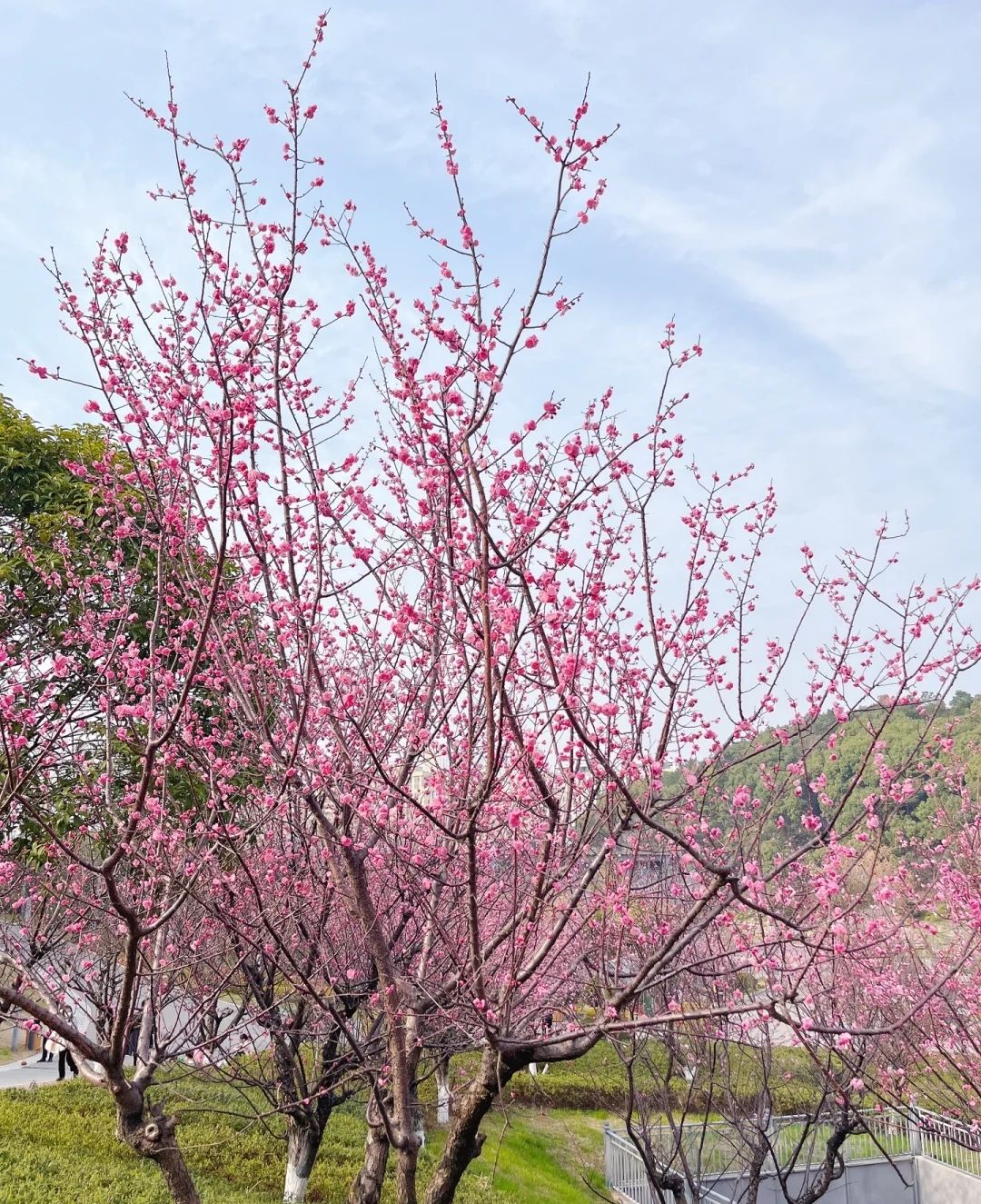 福建三明林业学校-石山公园旅行图片 1