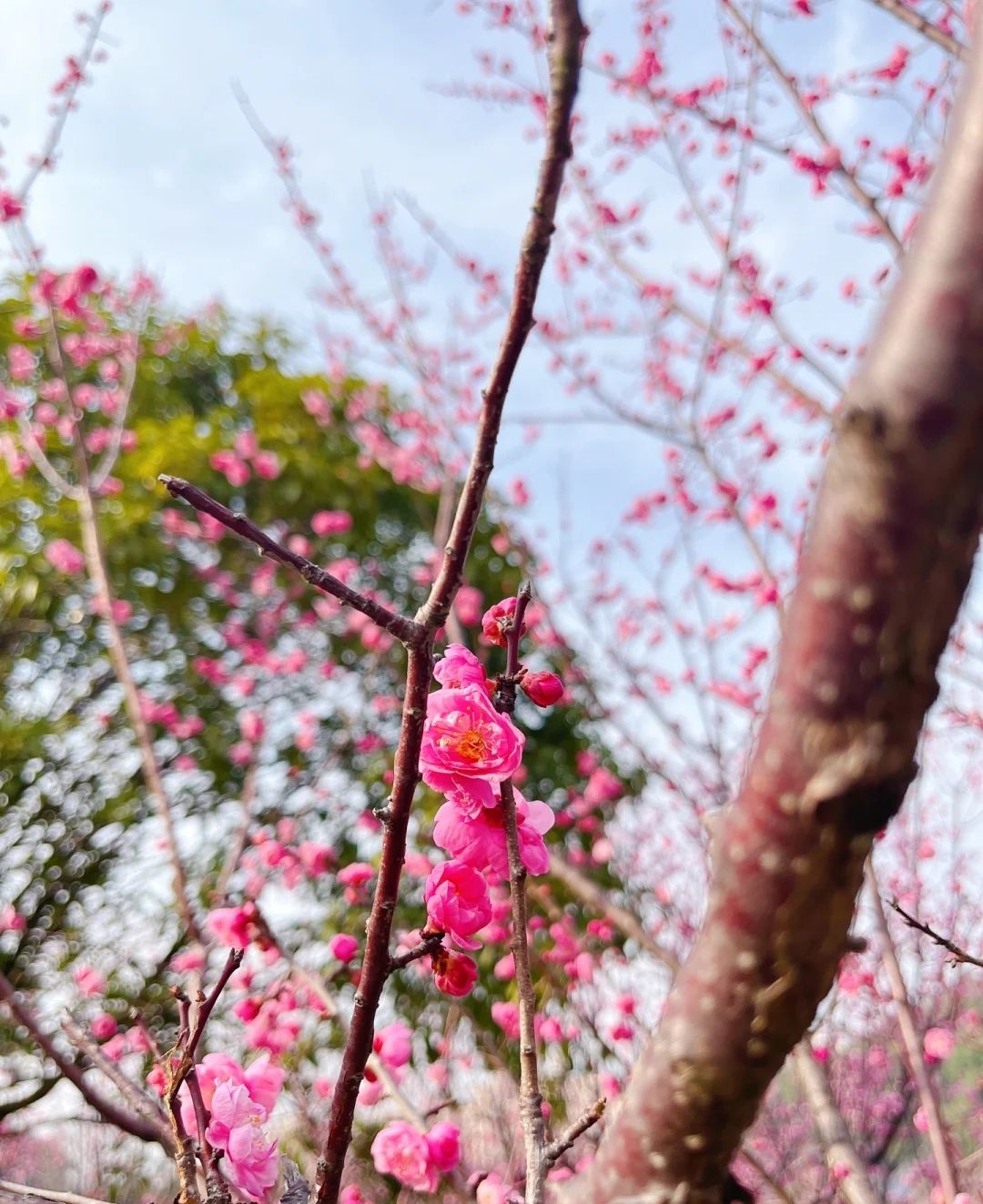 福建三明林业学校-石山公园旅行图片 3