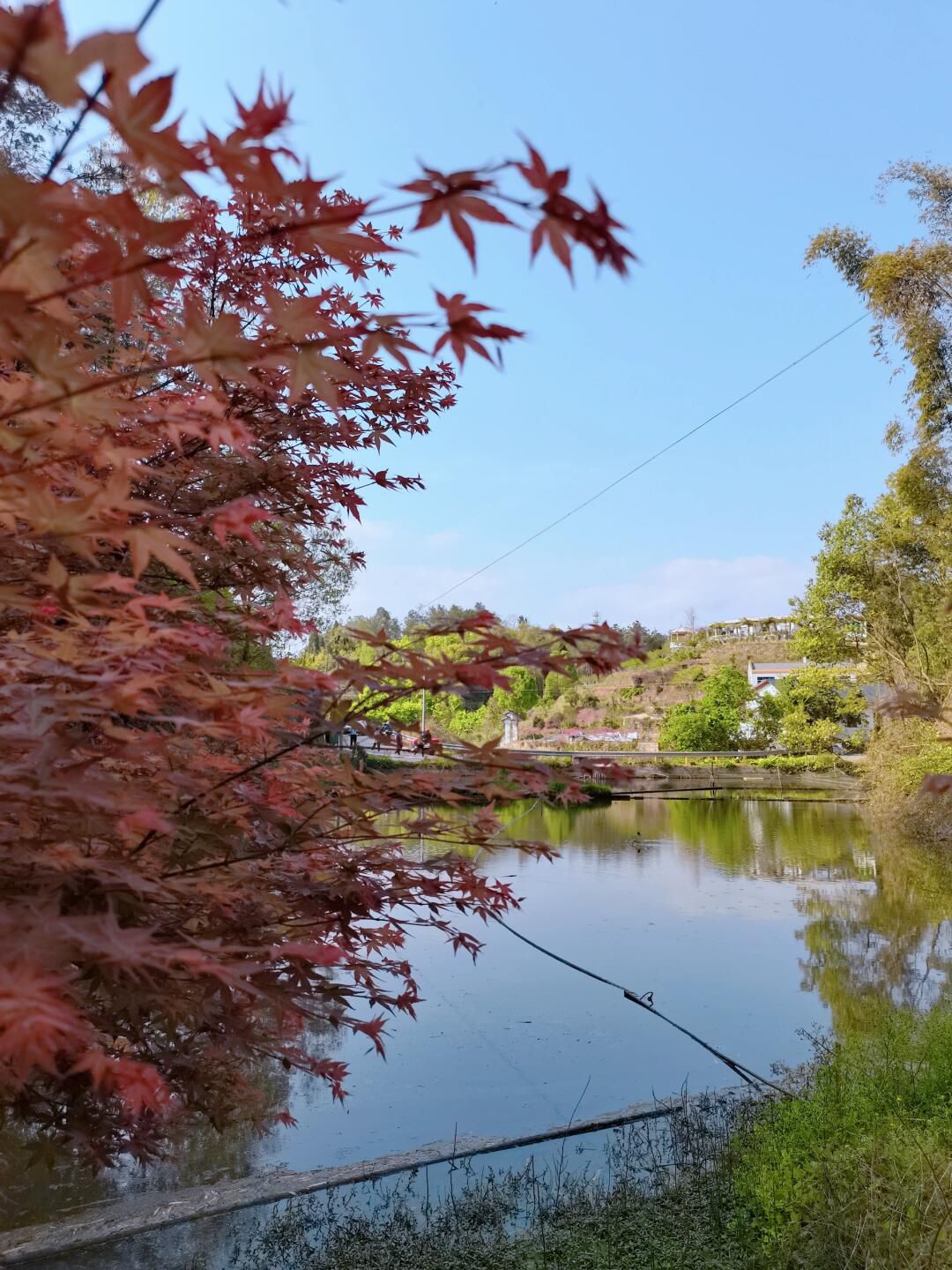 莲花彩色生态园区旅行图片 1