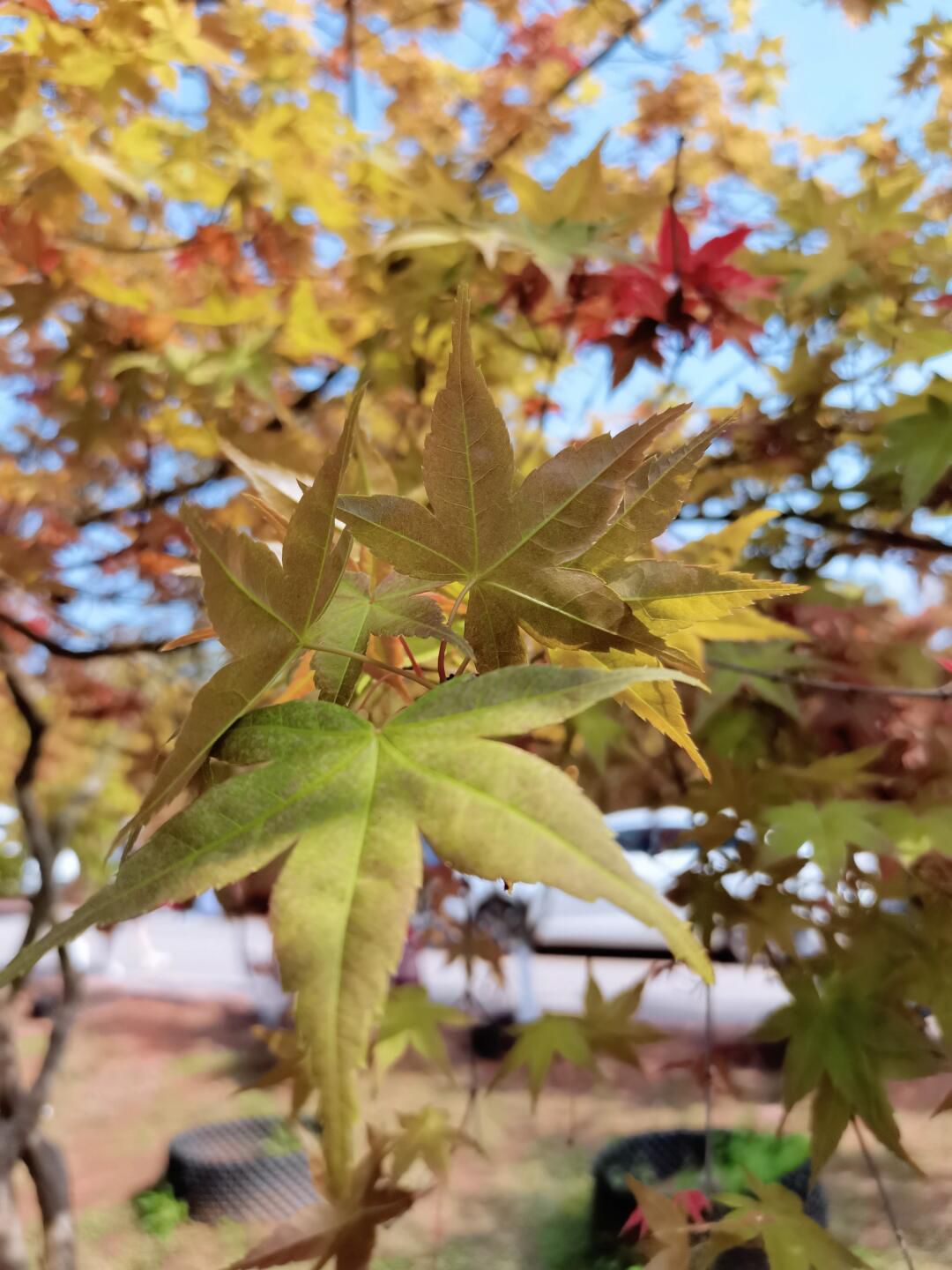 莲花彩色生态园区旅行图片 3