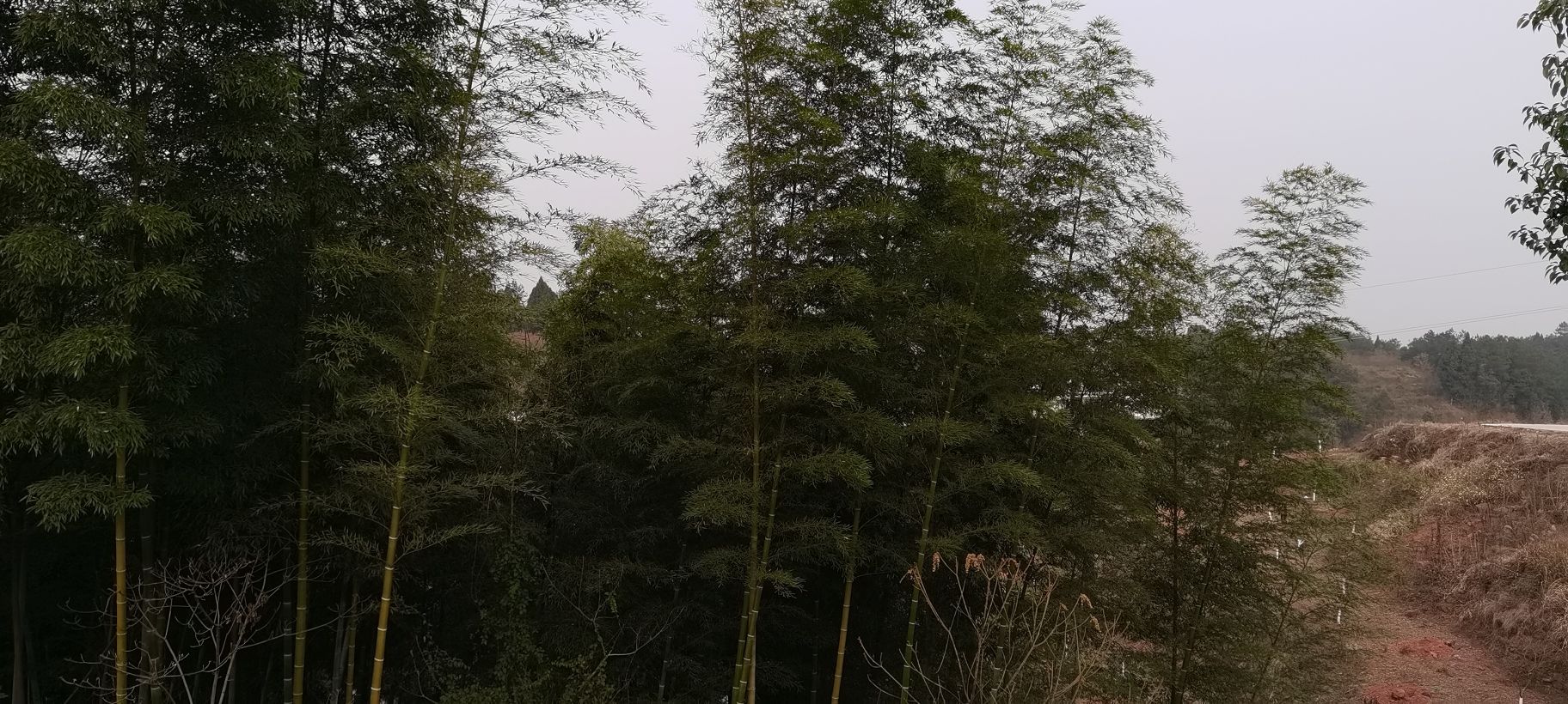 莲花彩色生态园区旅行图片 3