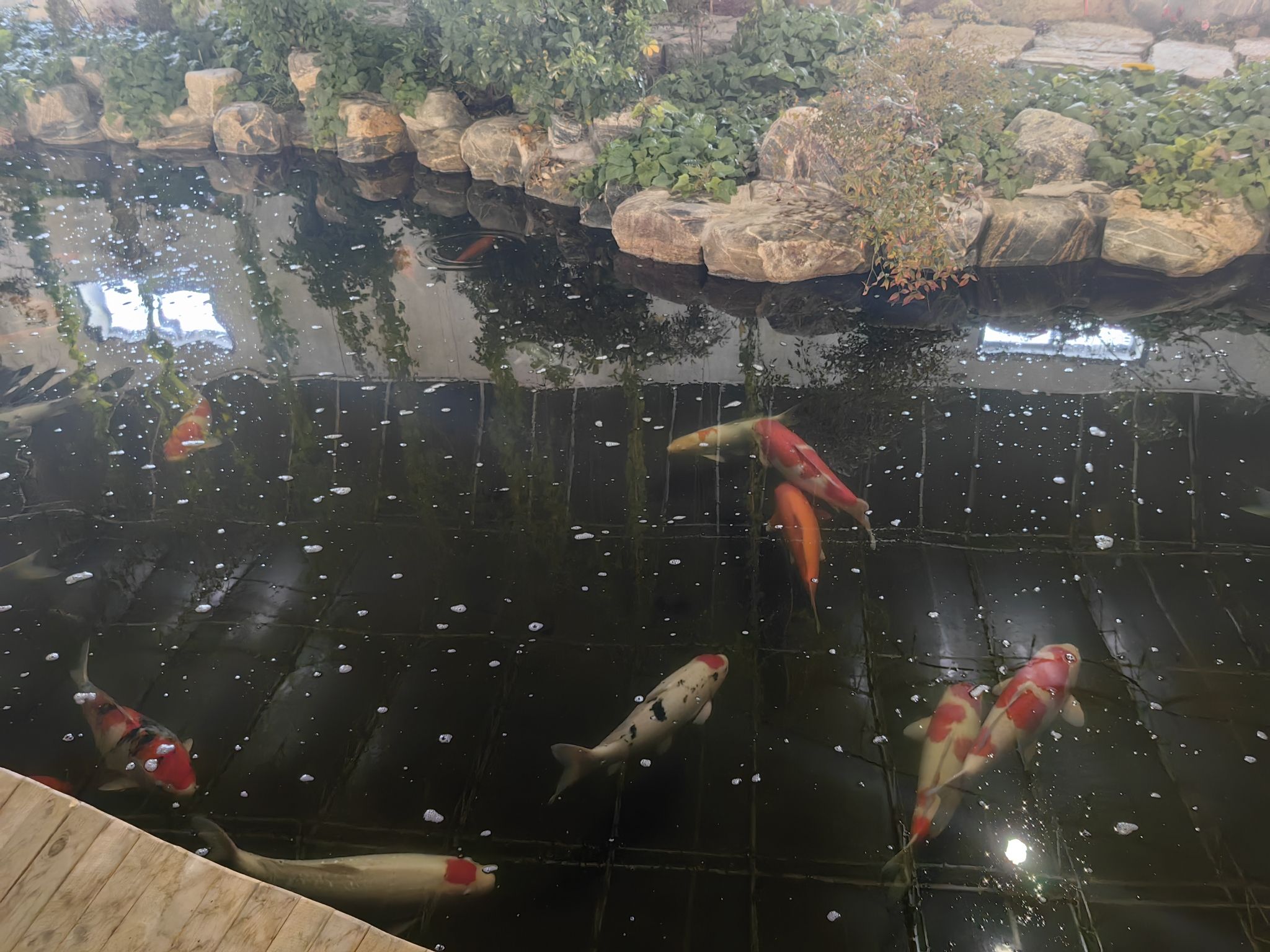 中国高唐锦鲤小镇旅行图片 2