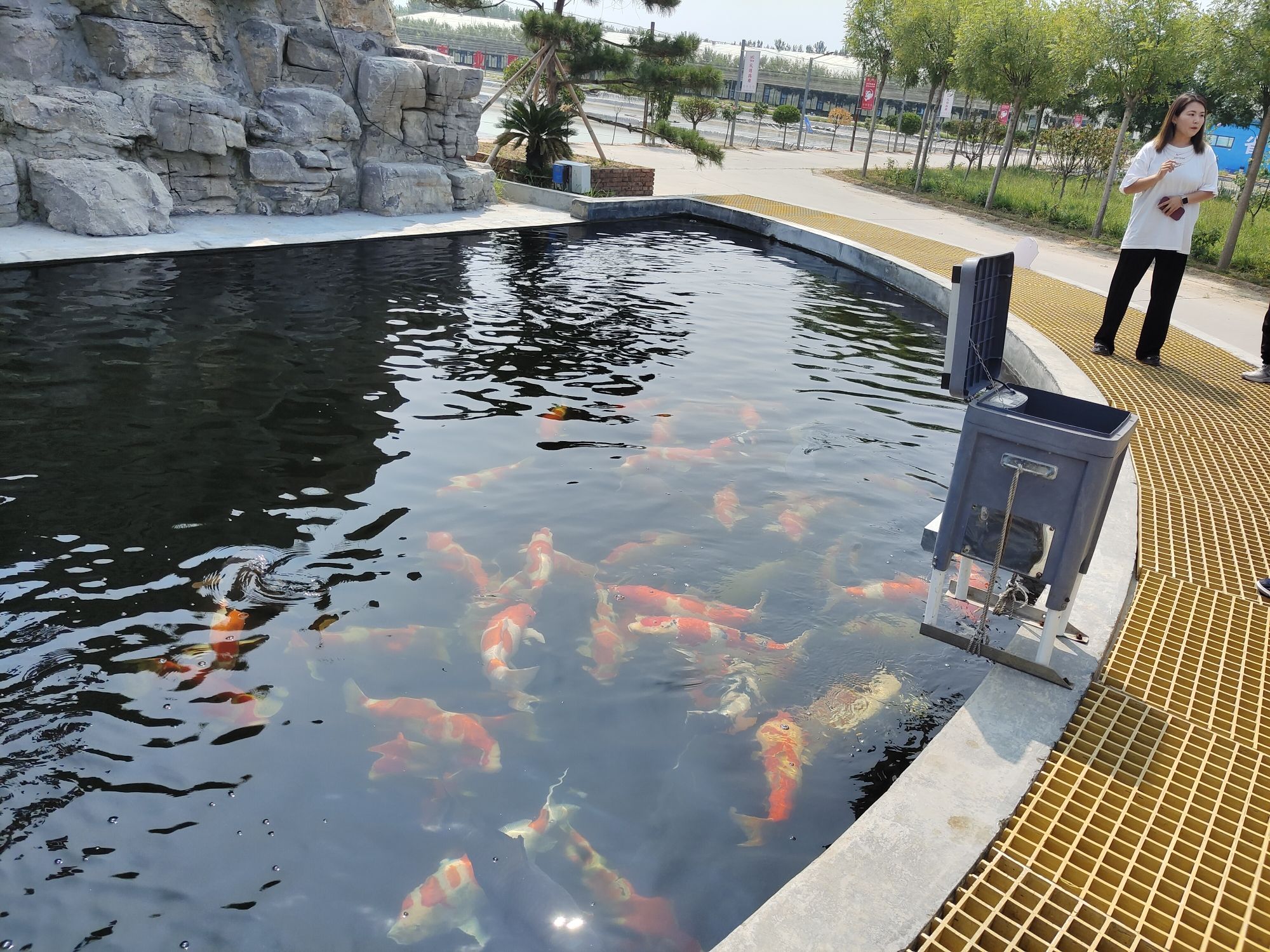 中国高唐锦鲤小镇旅行图片 1